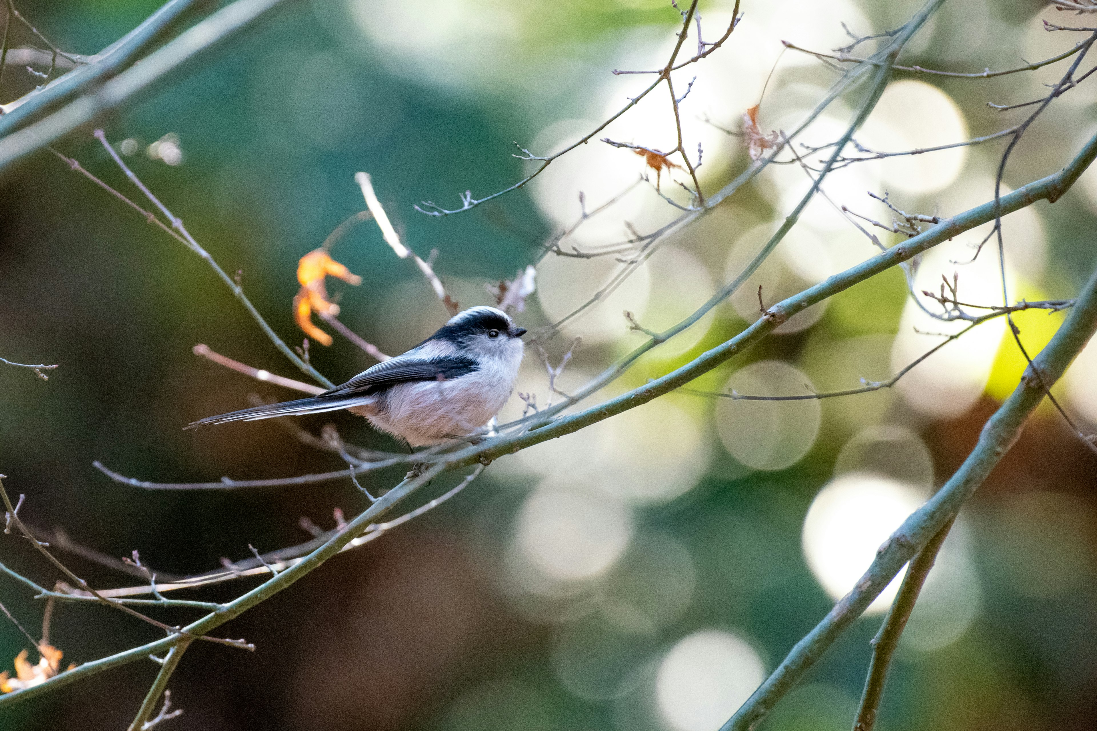 Ein klares Bild eines kleinen Vogels, der auf einem Ast sitzt, mit einem verschwommenen grünen Hintergrund