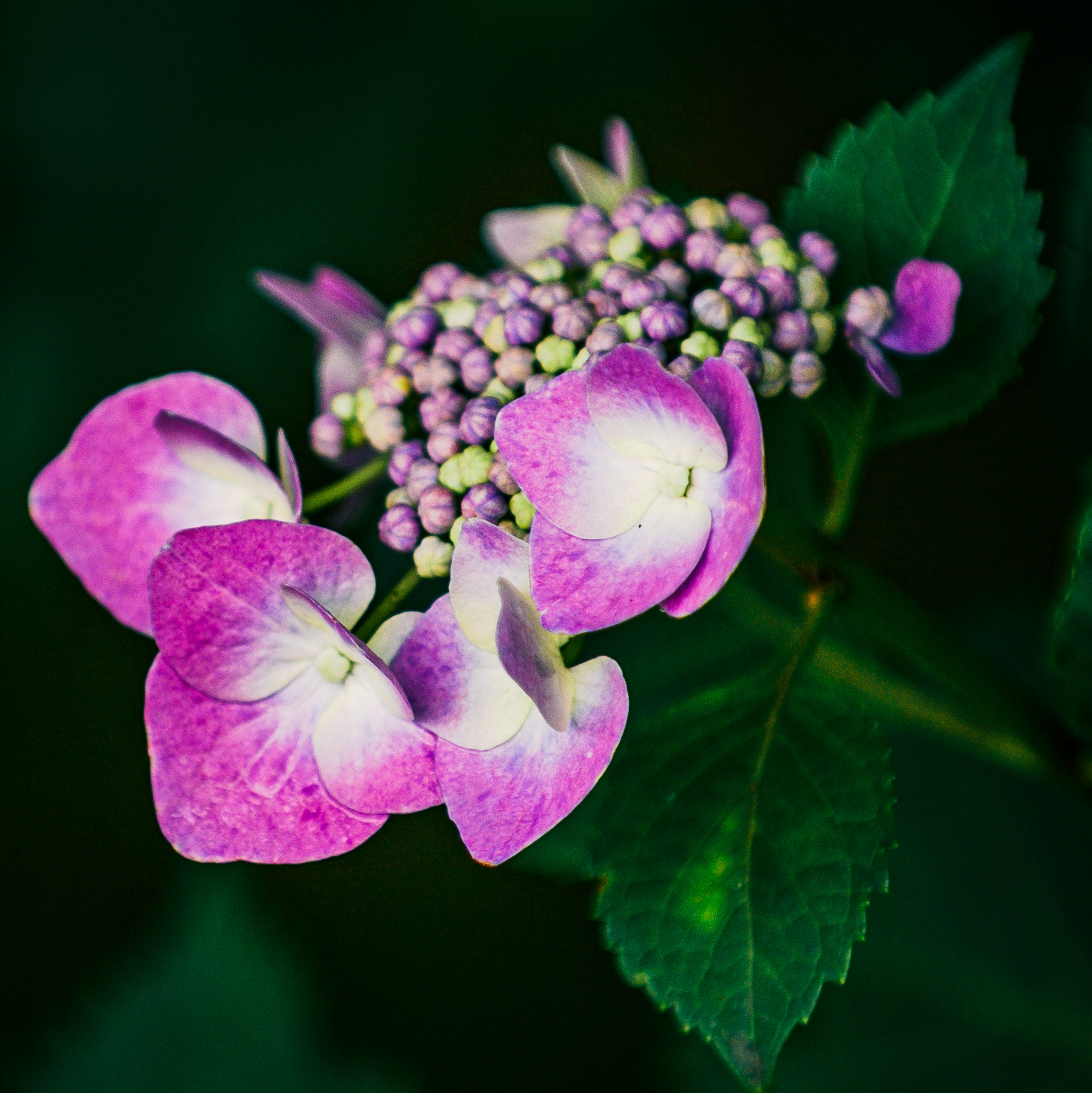 紫色の花と緑の葉を持つアジサイのクローズアップ