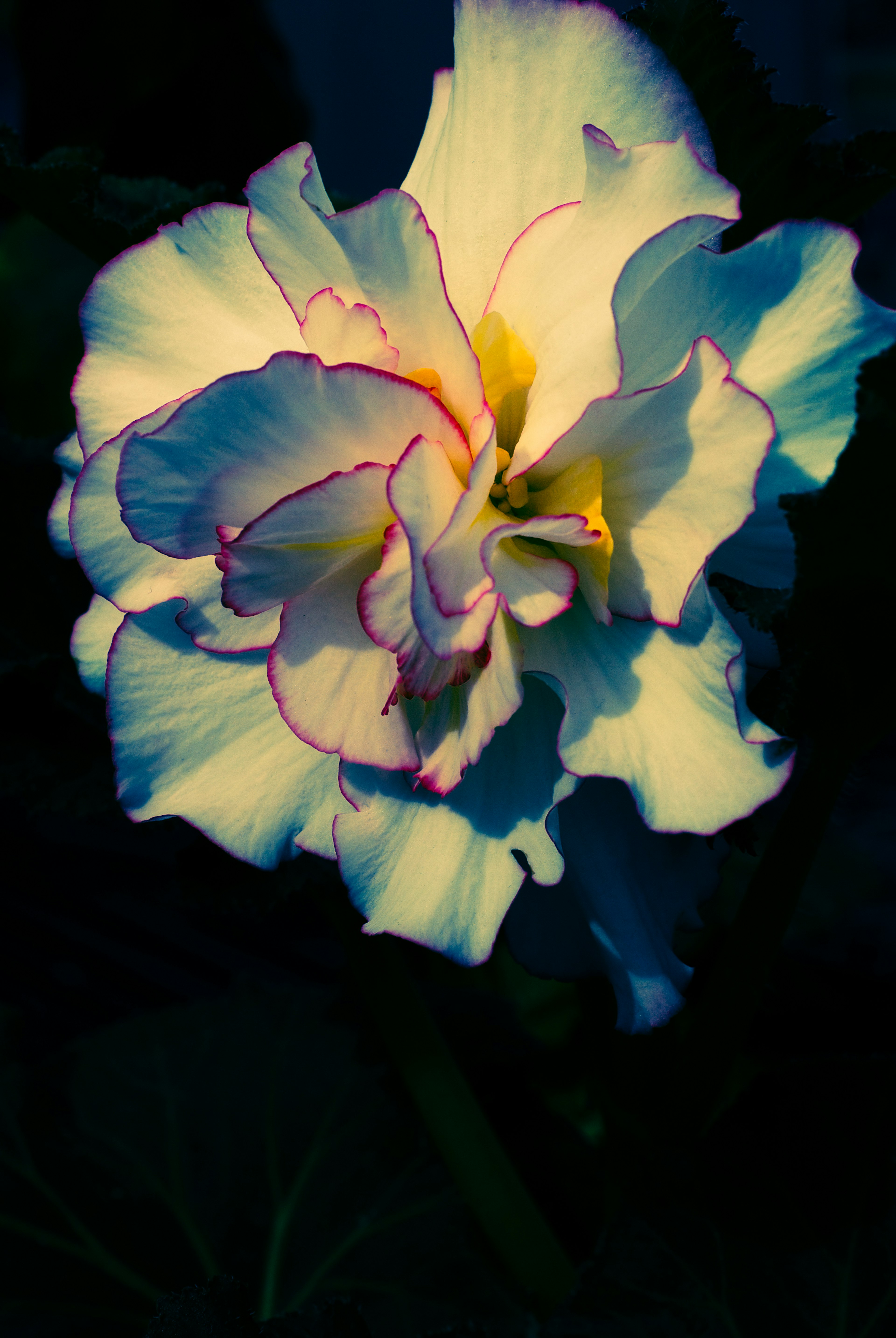 Flor de begonia blanca con bordes rosas floreciendo sobre un fondo oscuro