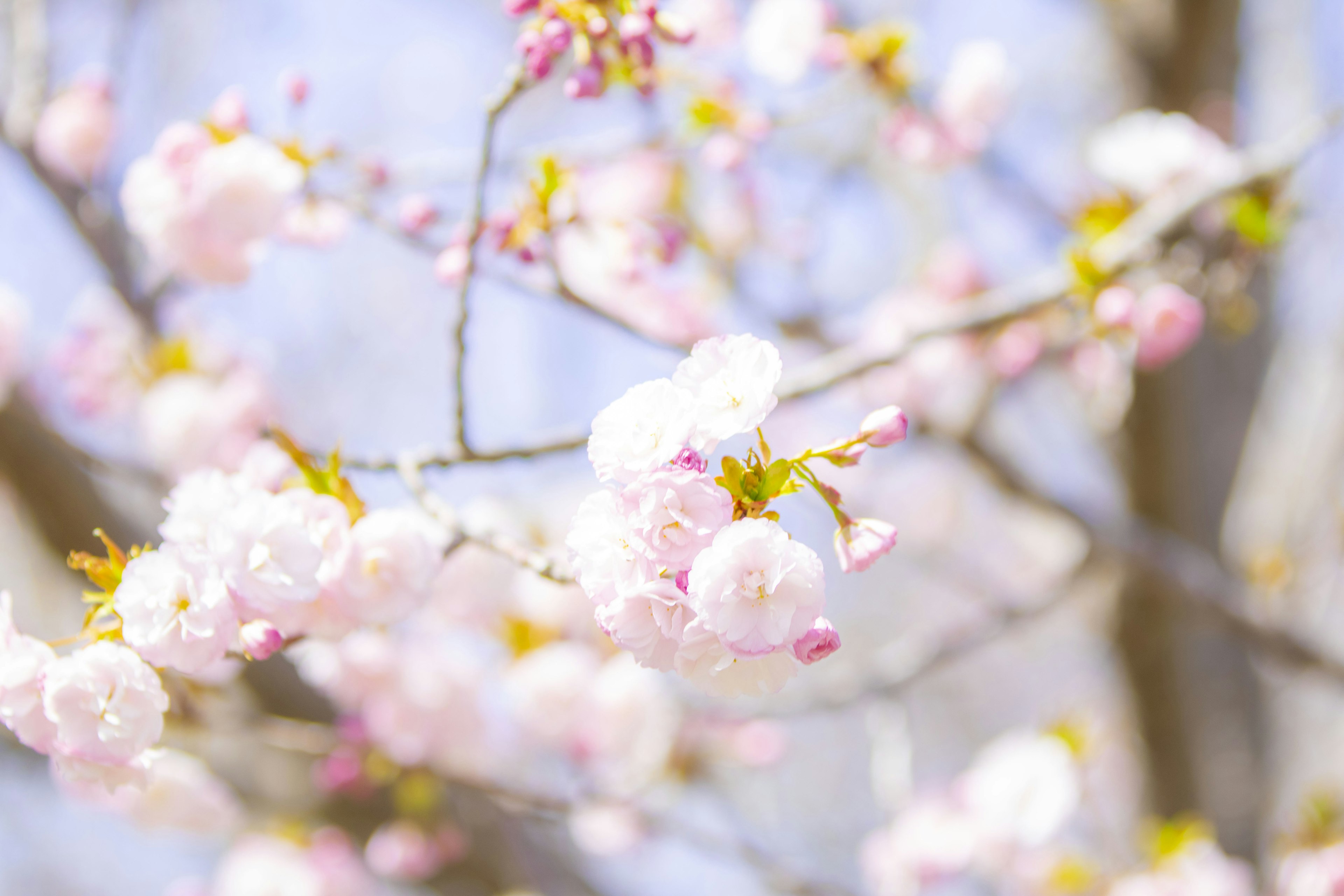 Kedekatan cabang bunga sakura dengan bunga pink