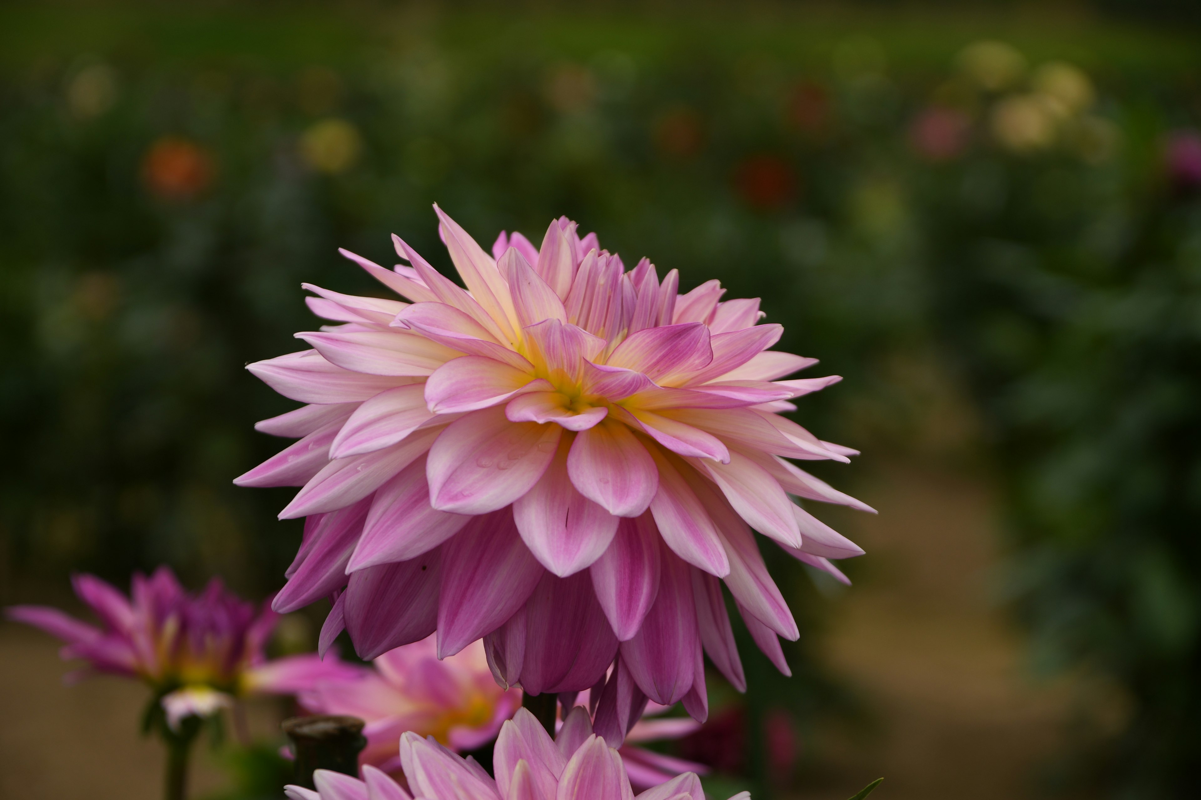 Una hermosa flor rosa en plena floración con pétalos en capas