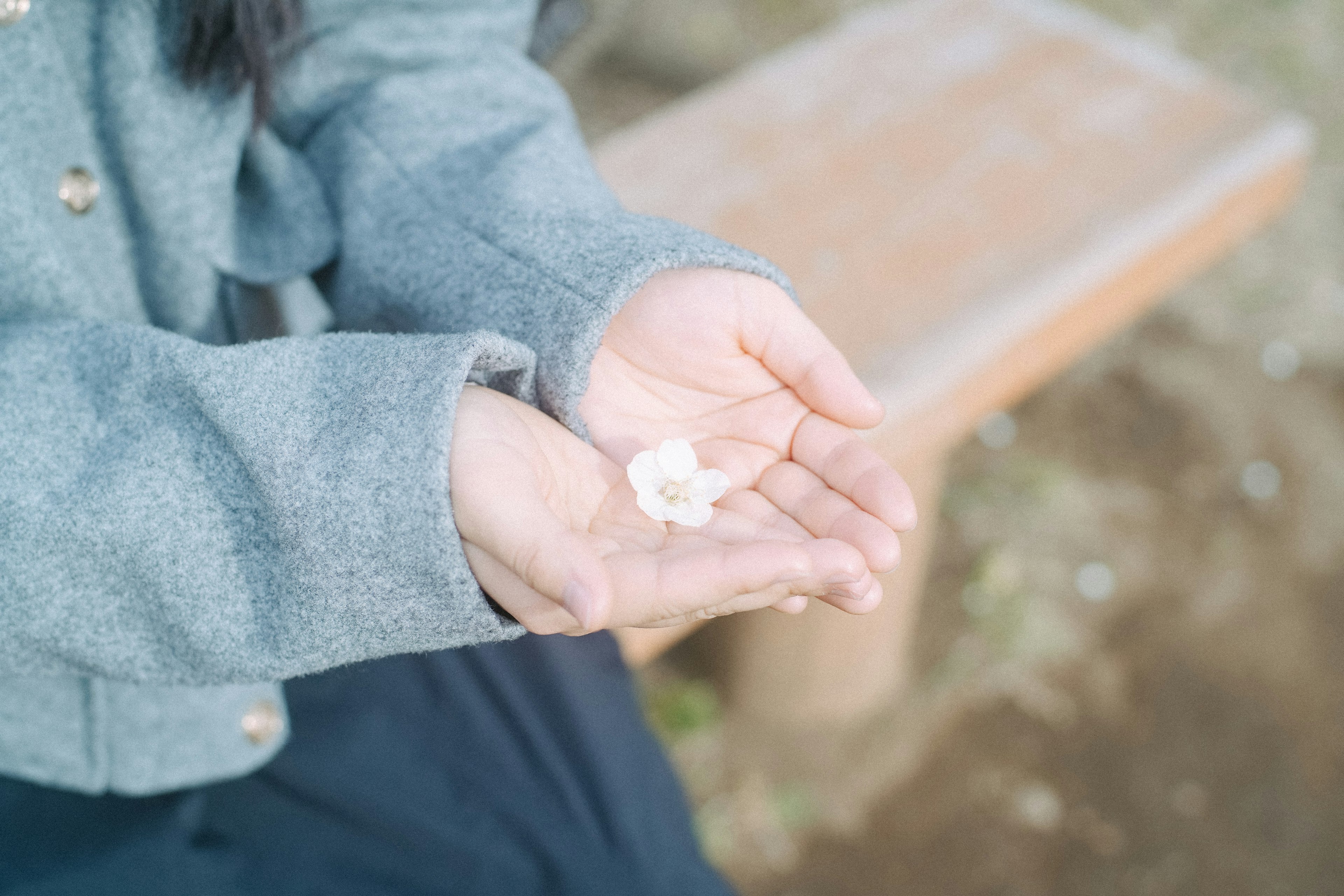 Wanita memegang kelopak bunga sakura di tangannya