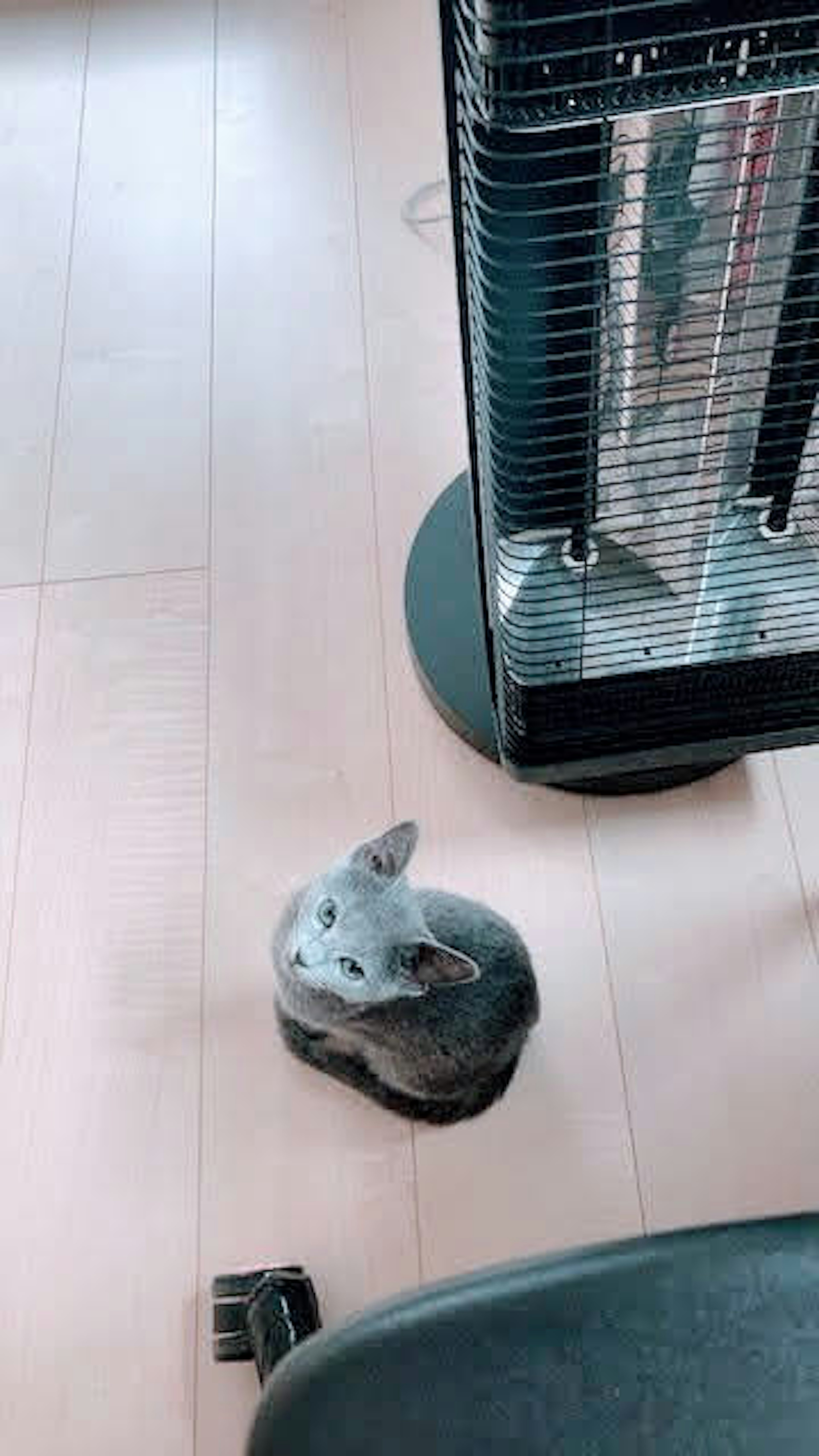 灰色の猫の置物が床に置かれている部屋の風景