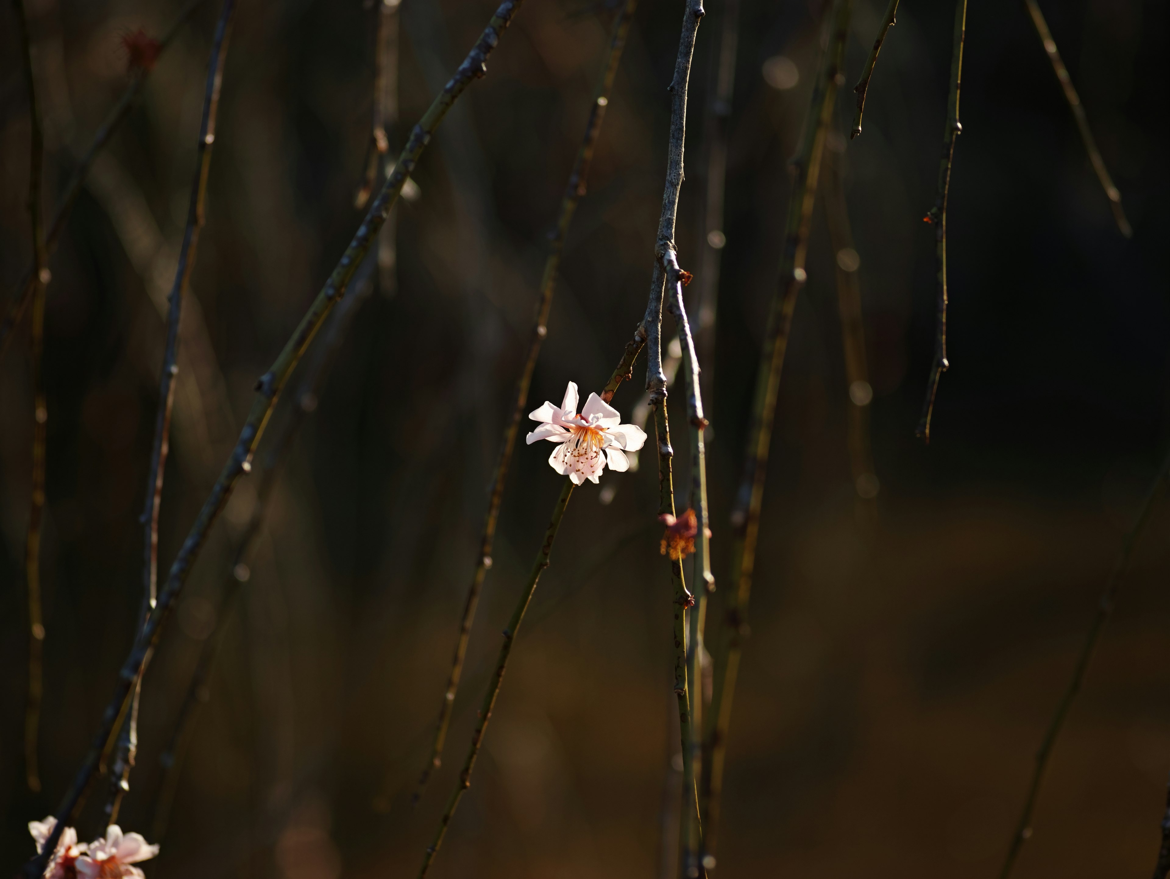 Fleur rose délicate sur des branches fines avec des gouttes d'eau