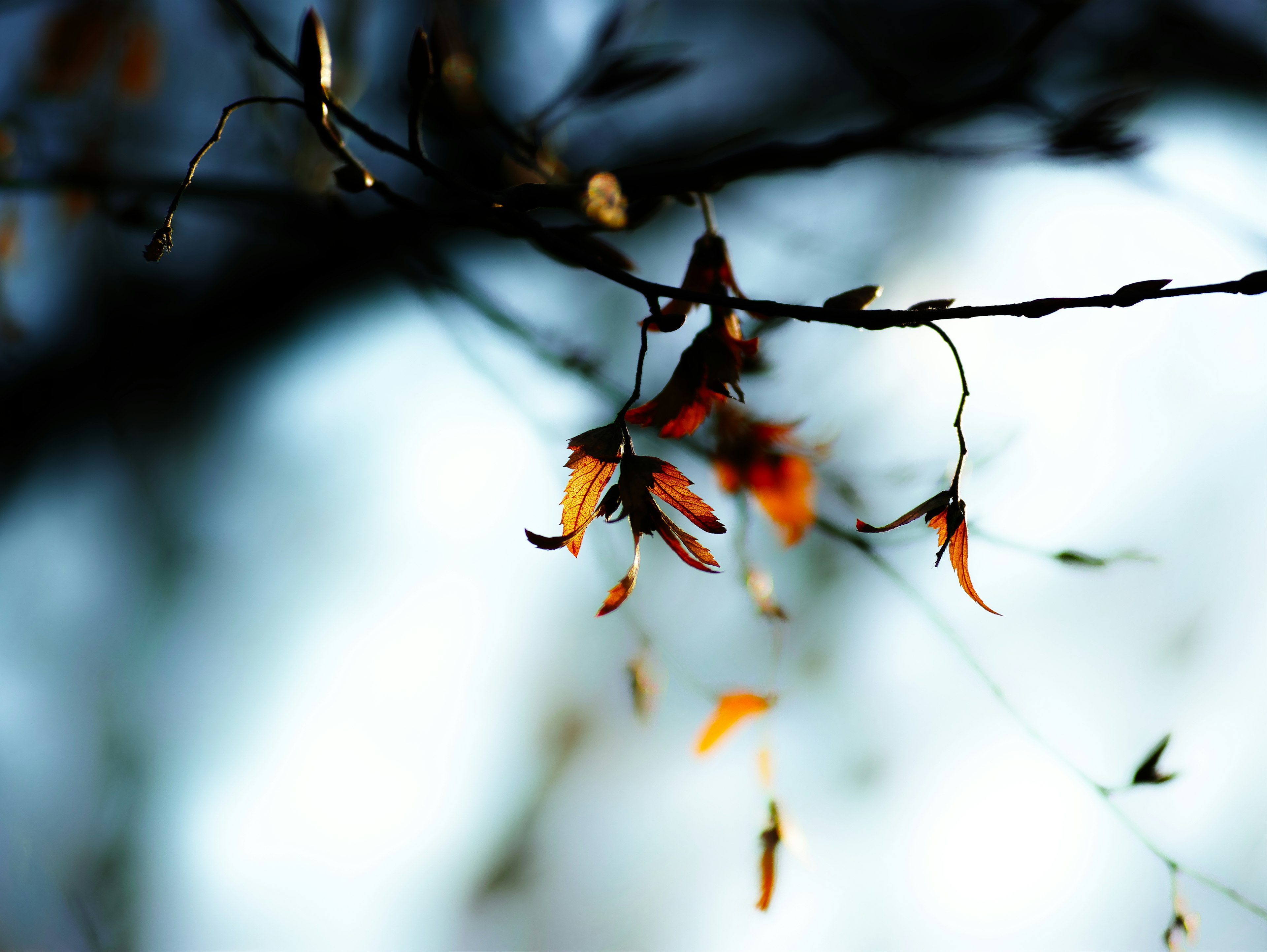 Feuilles orange et branches sur fond flou