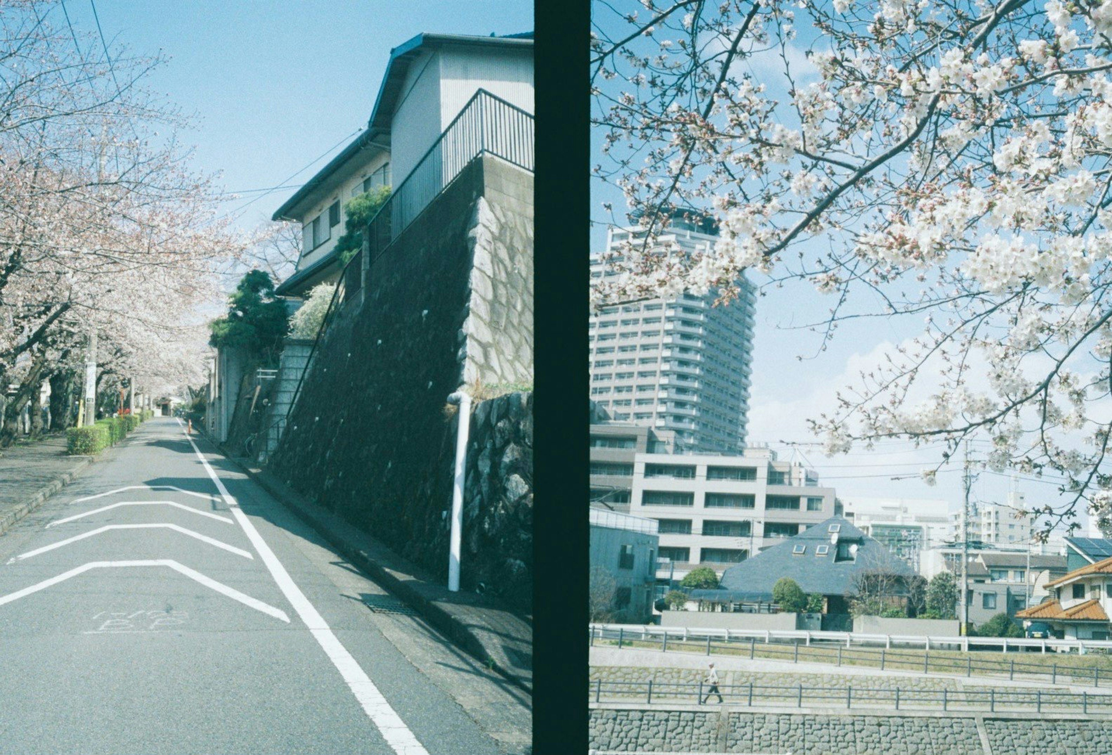 桜の木が並ぶ道路と近代的なビルが見える風景