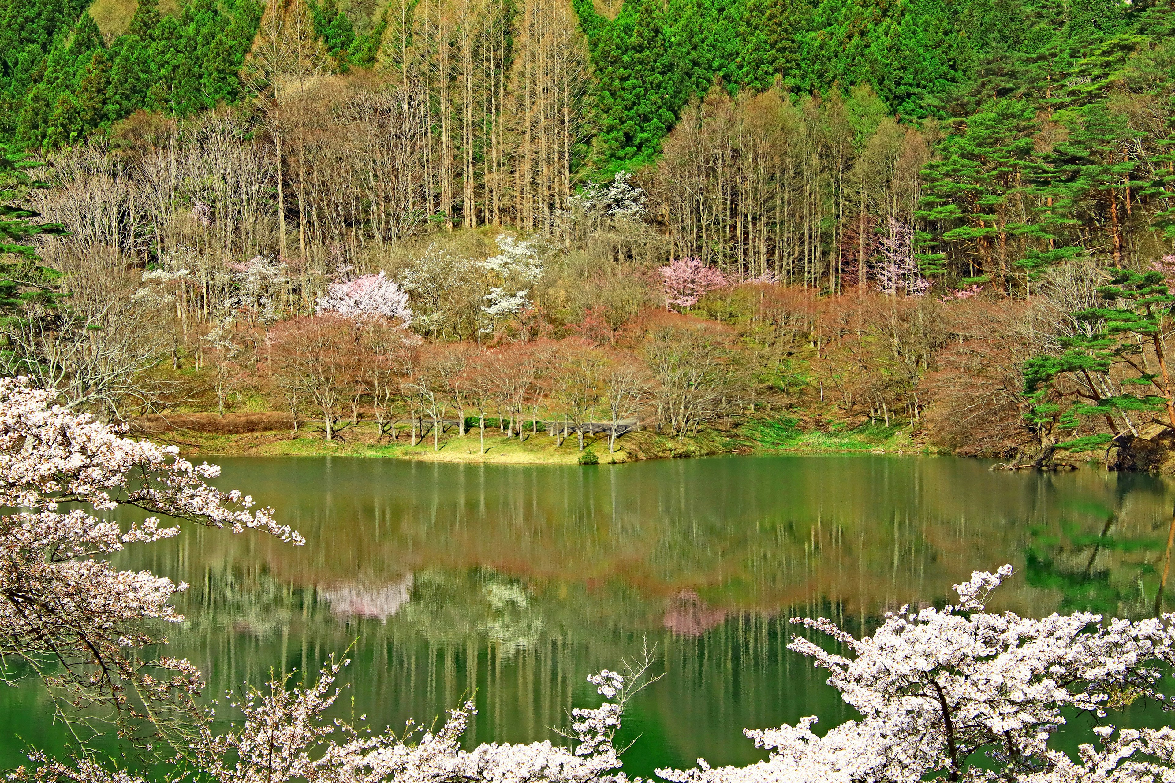 Serene lake reflecting spring cherry blossoms