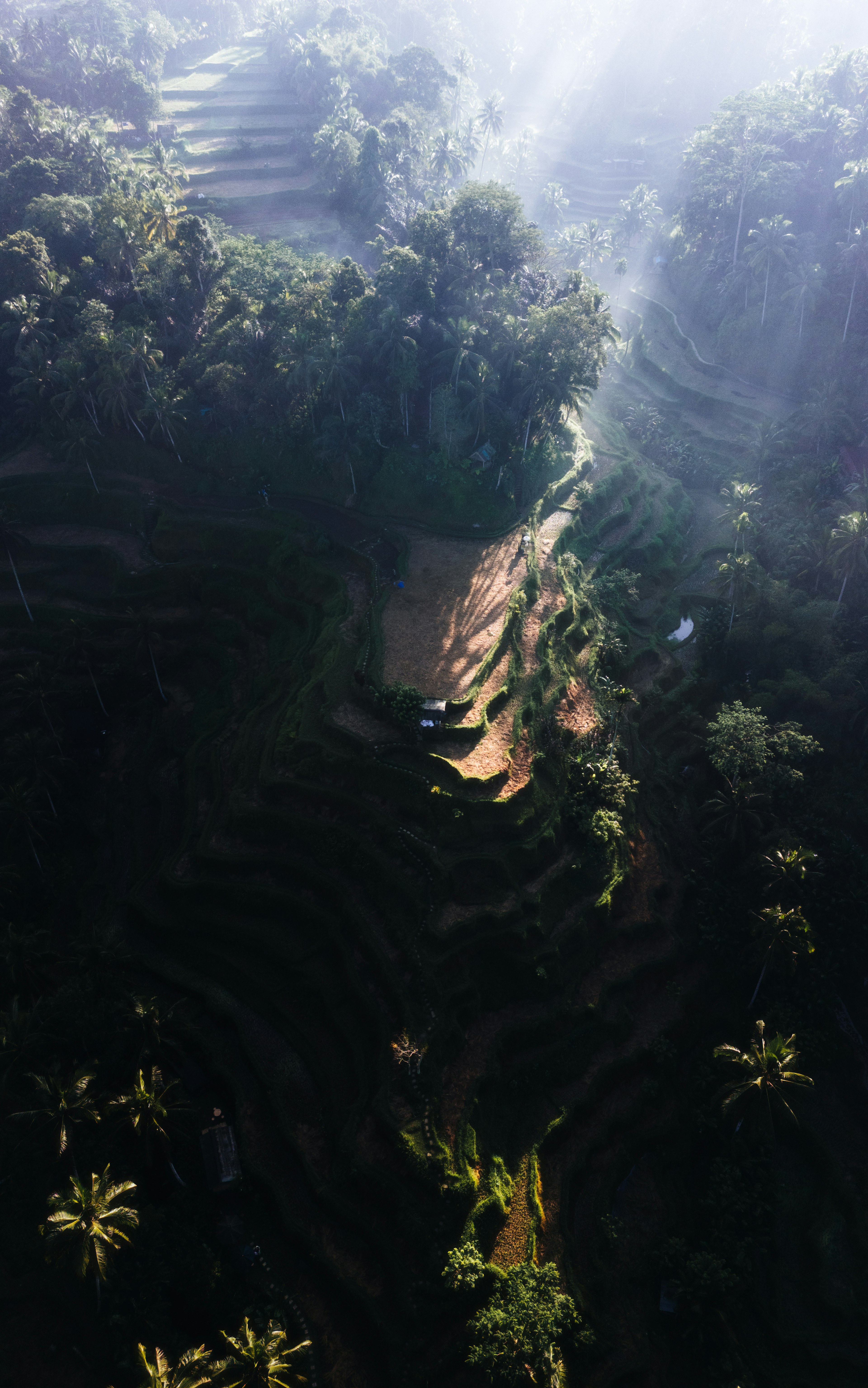 Campos en terrazas verdes y exuberantes con luz solar filtrando en Bali