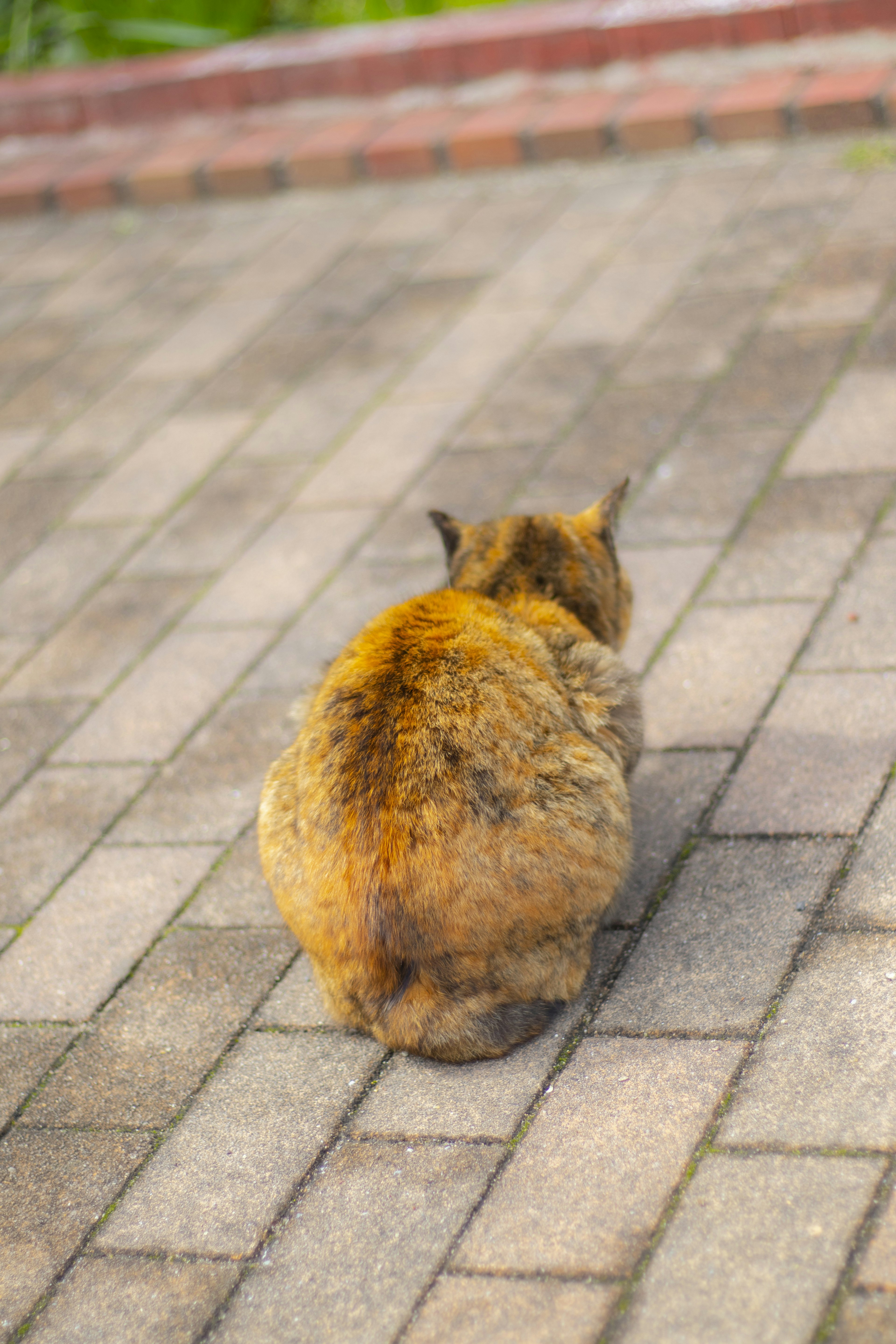 A round cat viewed from behind with multicolored fur sitting on a brick path