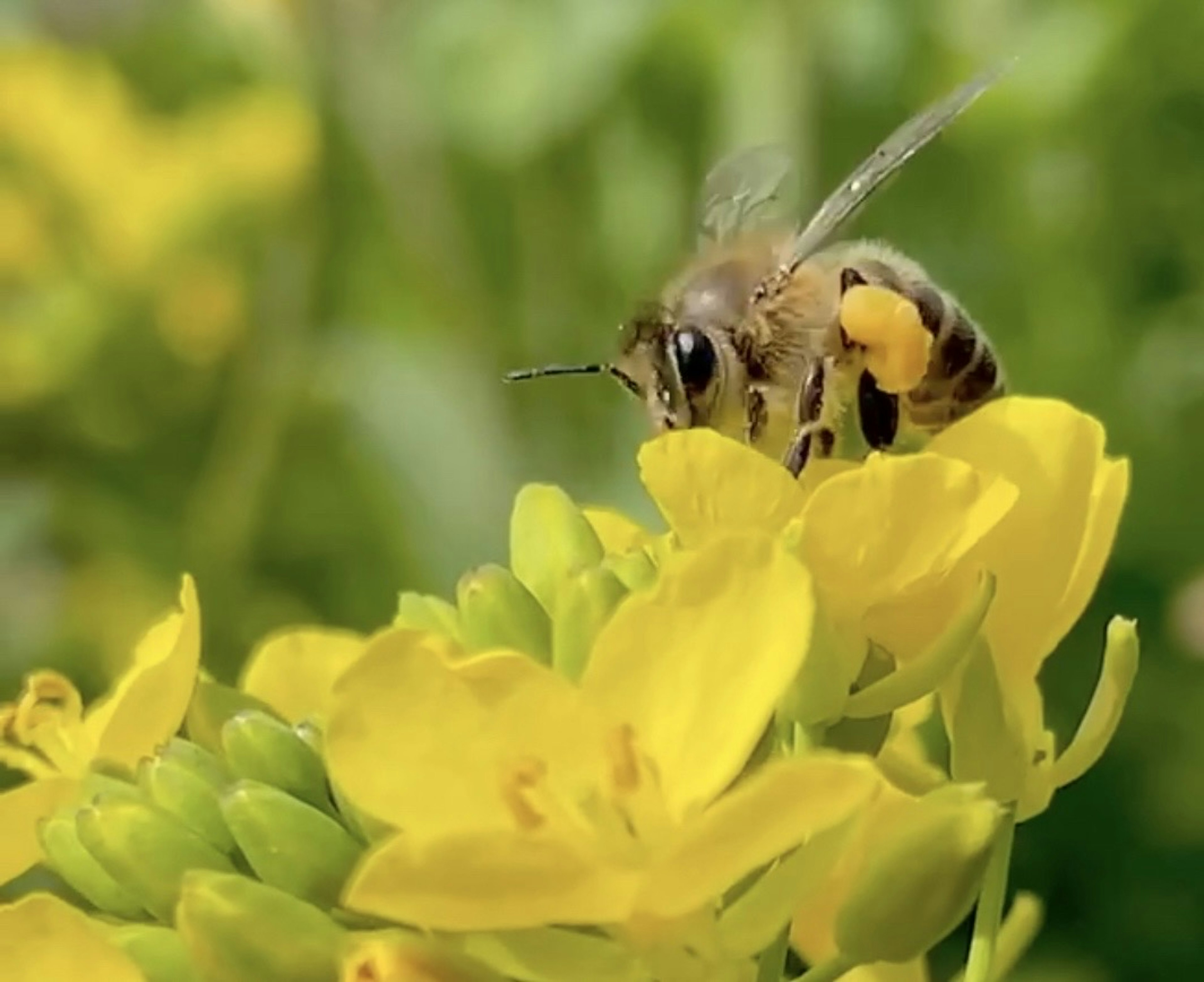 Primo piano di un'ape che raccoglie nettare su fiori gialli