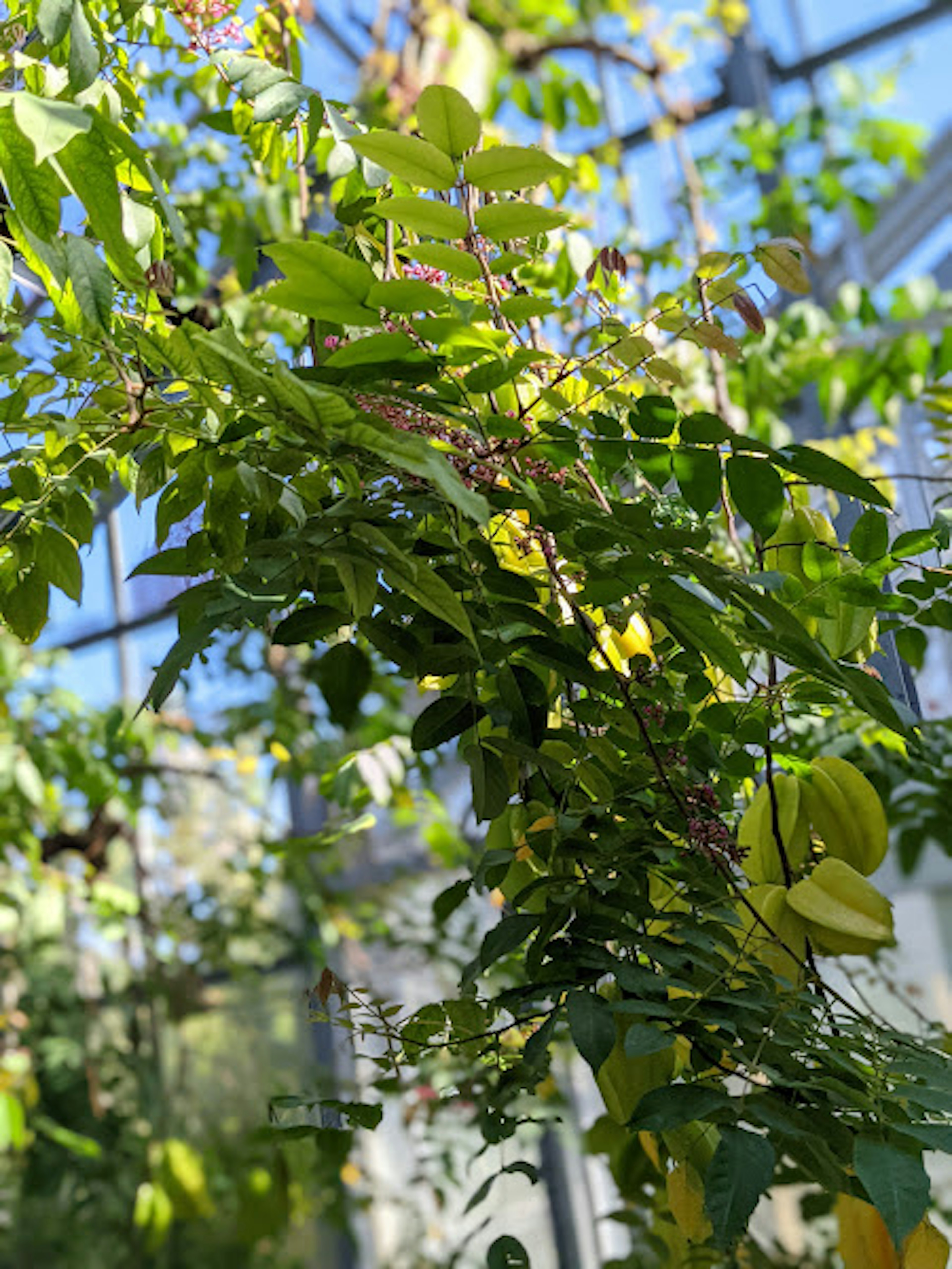 緑豊かな植物が成長する温室の内部の様子