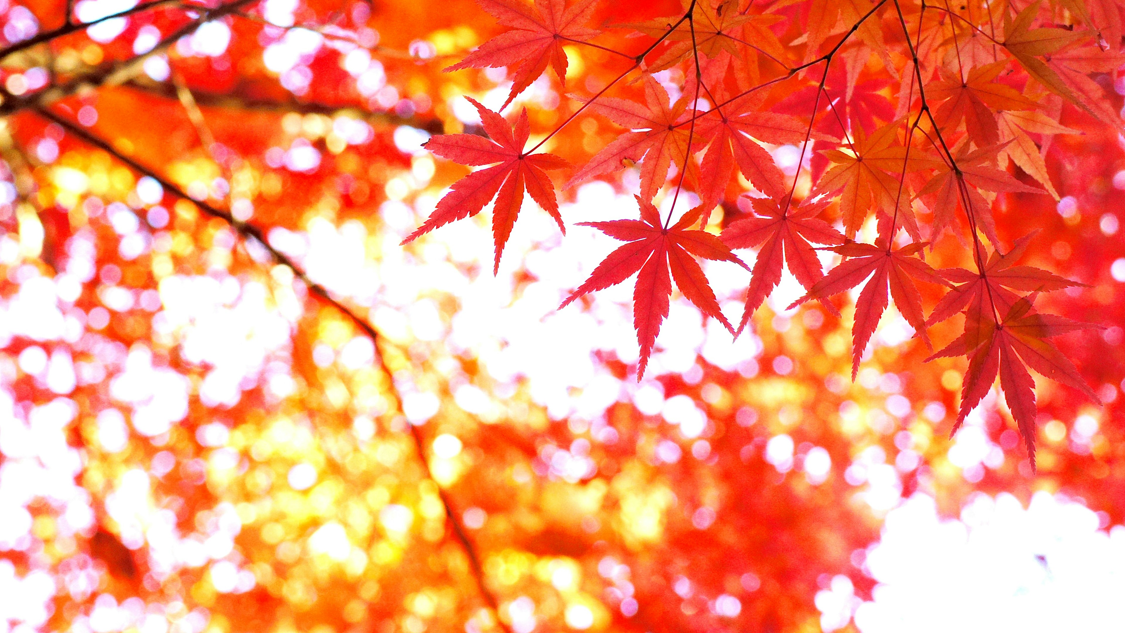 赤い紅葉の葉が木の枝に茂る美しい風景