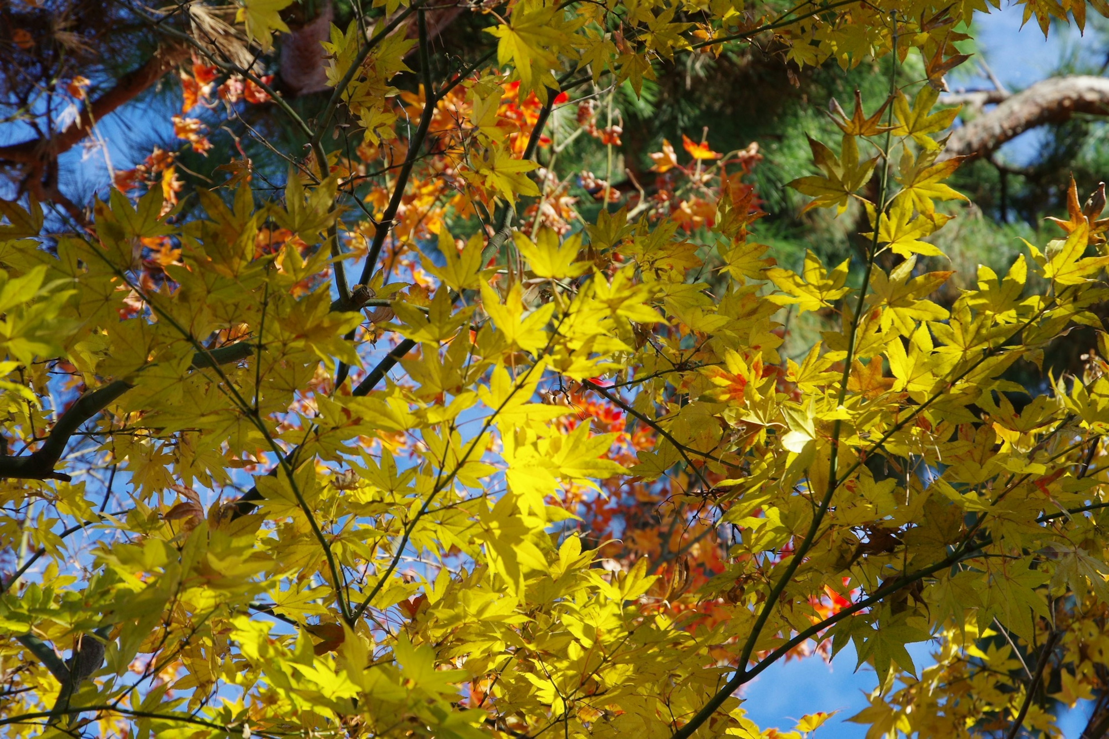 Blick auf Herbstbäume mit leuchtend gelben und roten Blättern vor einem blauen Himmel