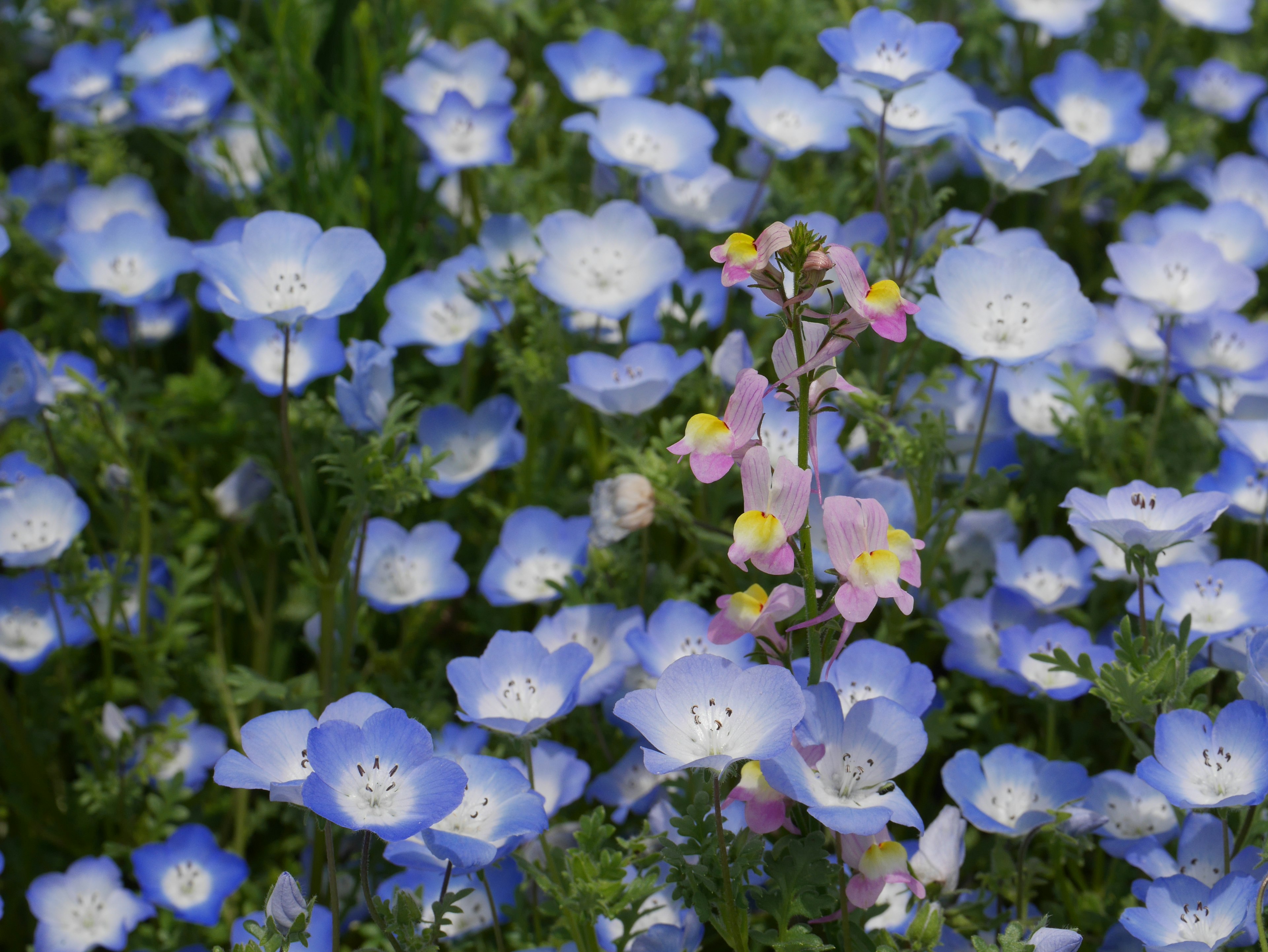 Un hermoso jardín con flores azules y una flor rosa