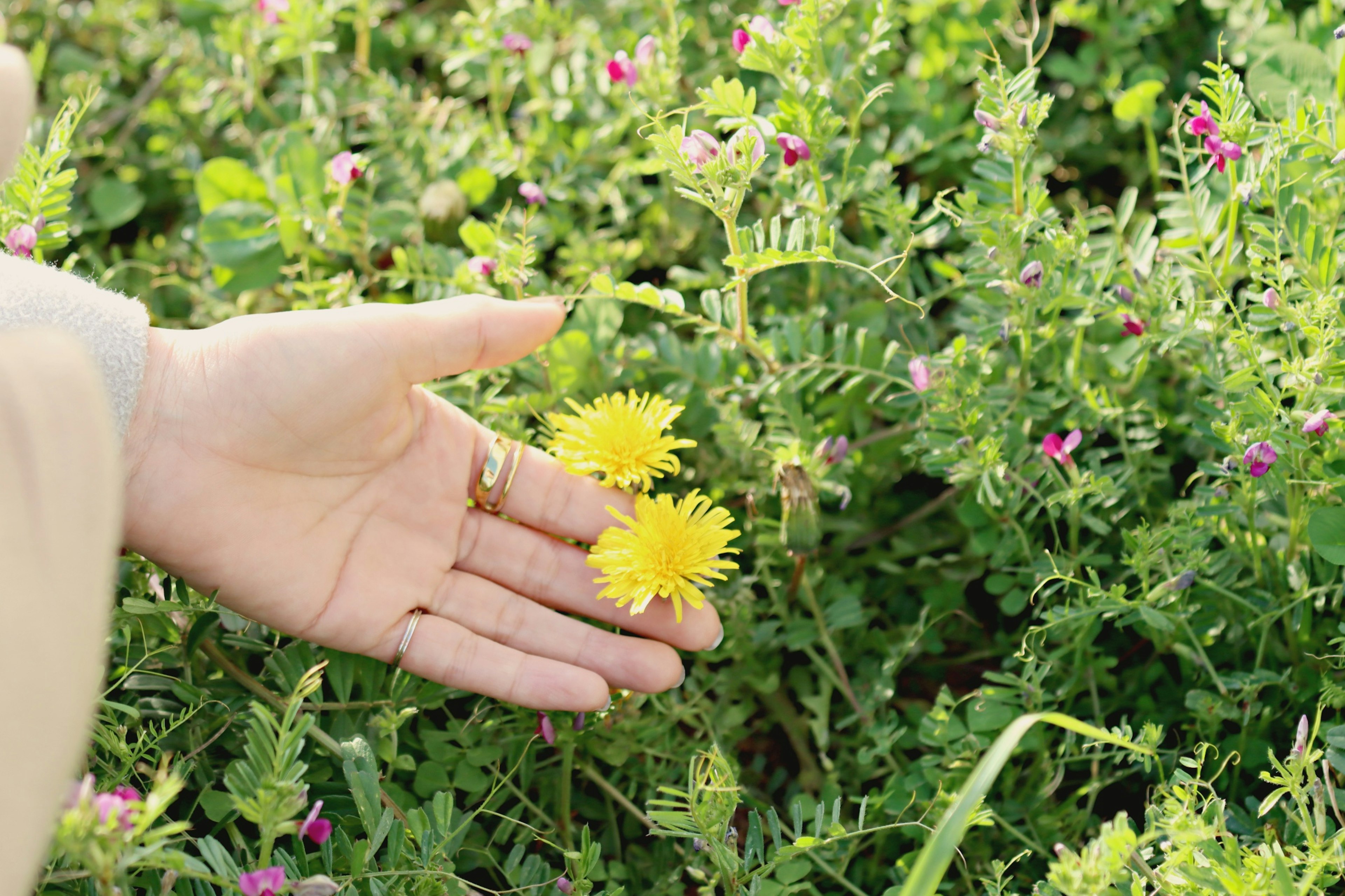 Une main tenant des fleurs jaunes parmi des plantes vertes