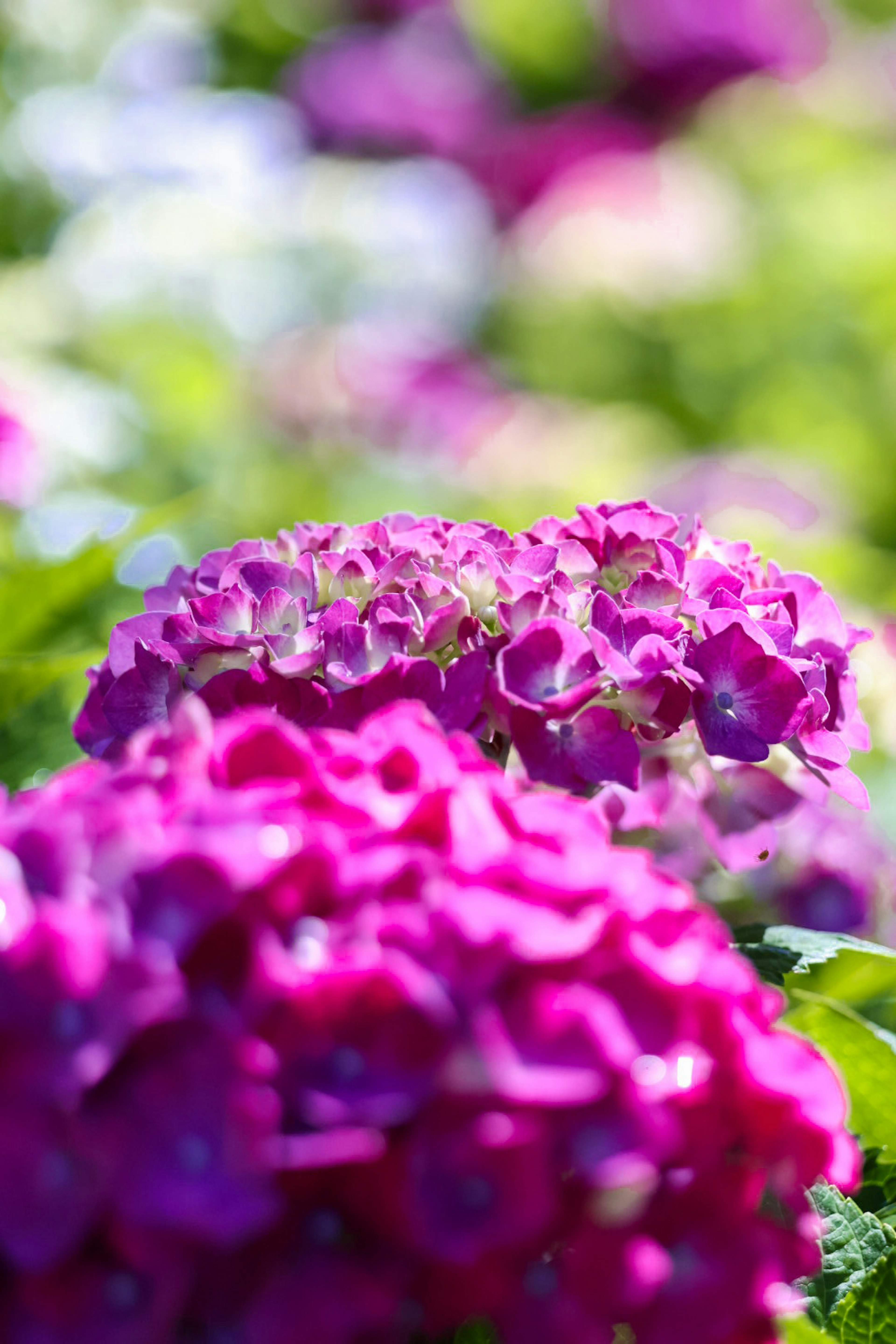 色とりどりの紫色の花が咲いている風景のクローズアップ