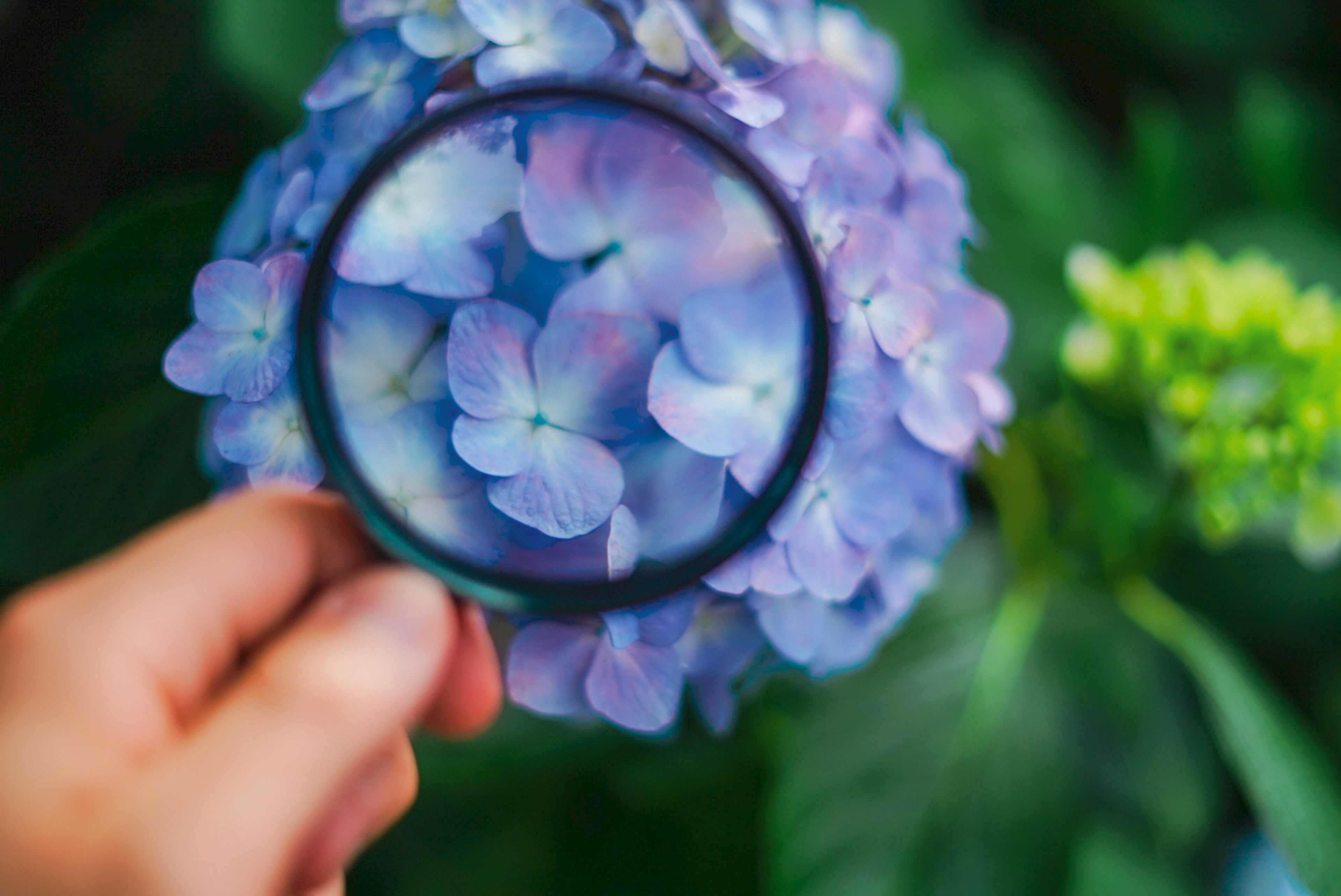 紫色の花をルーペで拡大している手