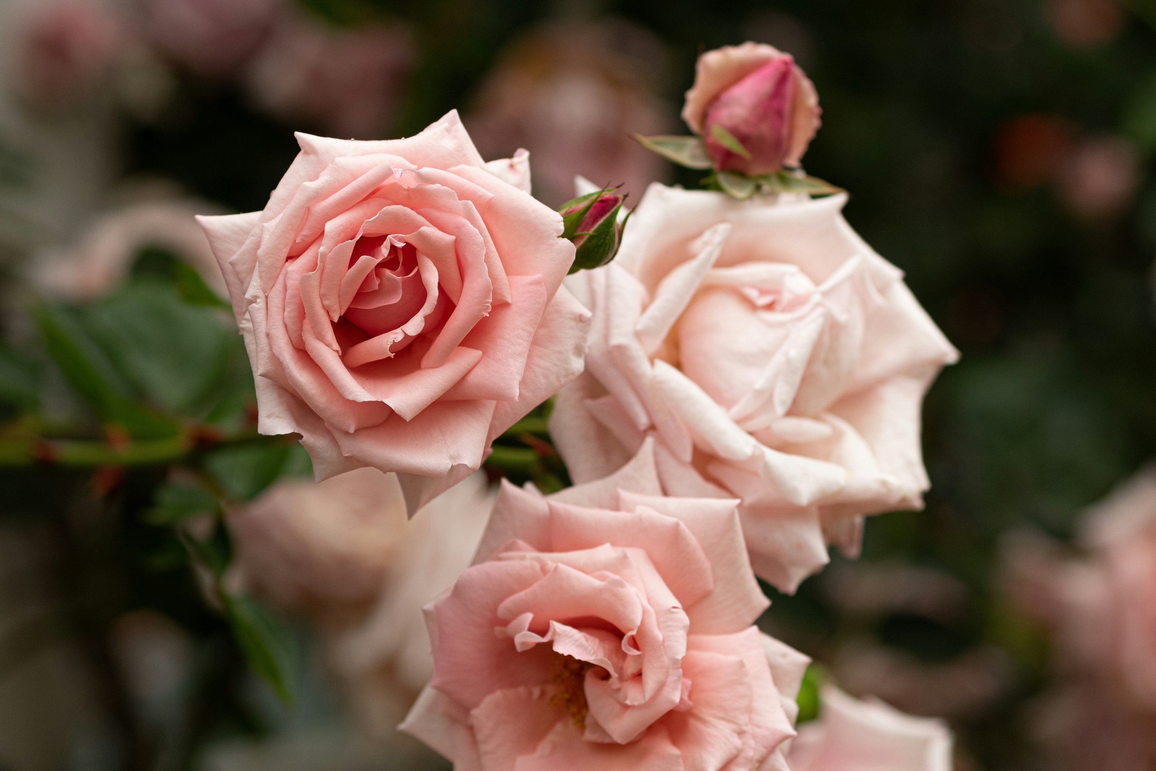 Scène magnifique de roses roses pâles en fleurs