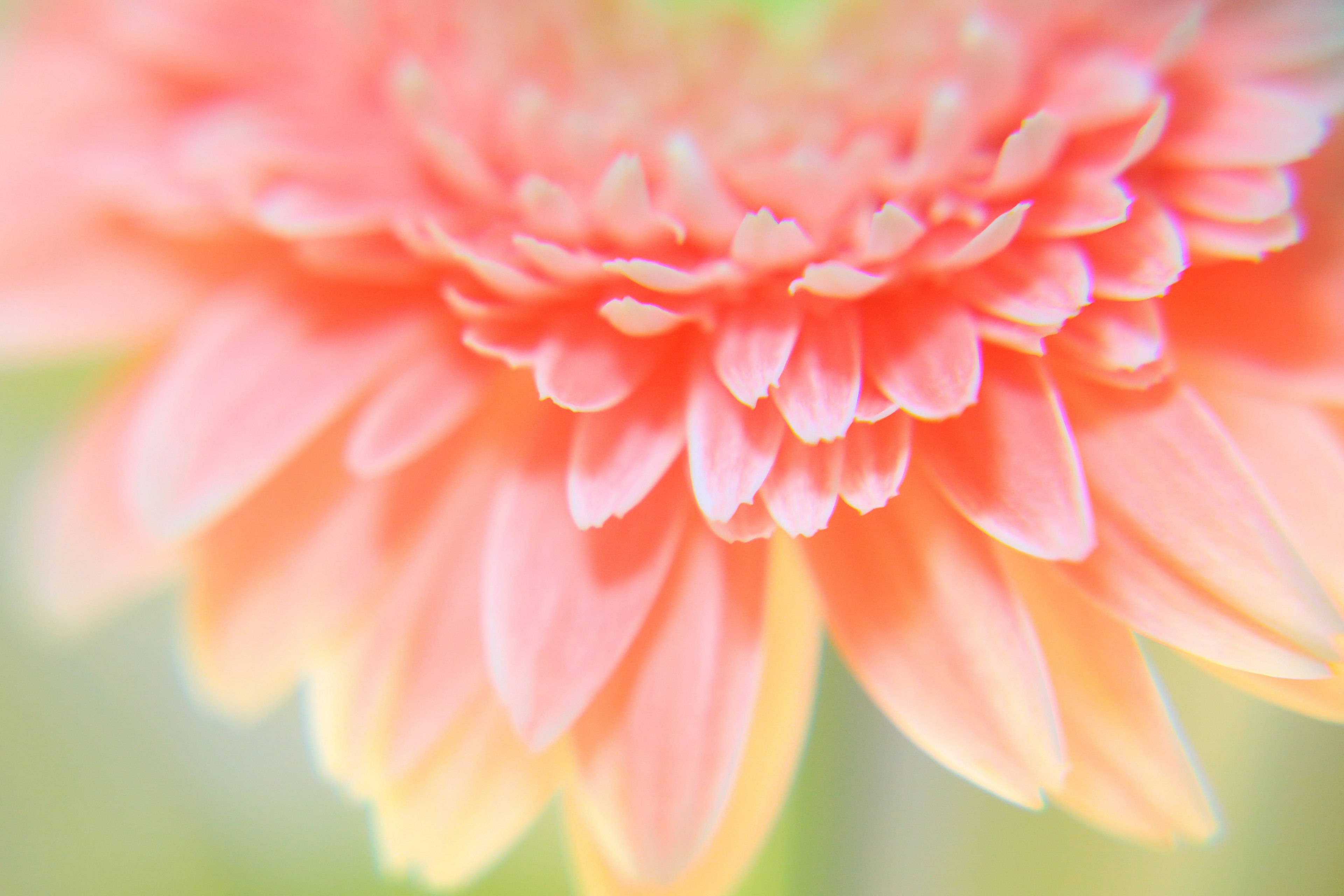 鮮やかなピンクの花びらが重なり合う美しい花のクローズアップ