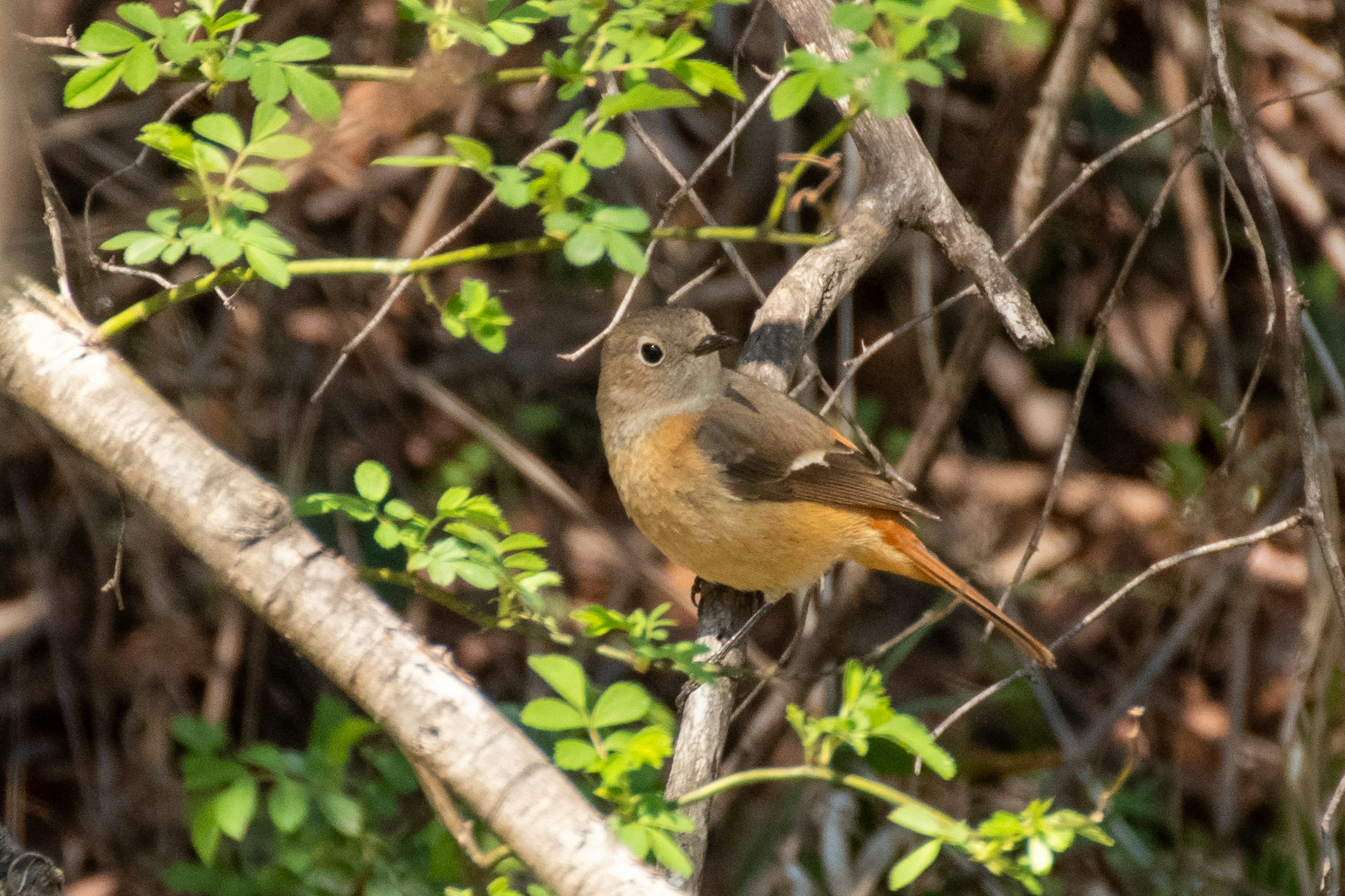 Ein kleiner Vogel, der auf einem Ast sitzt, umgeben von grünen Blättern und natürlichem Hintergrund