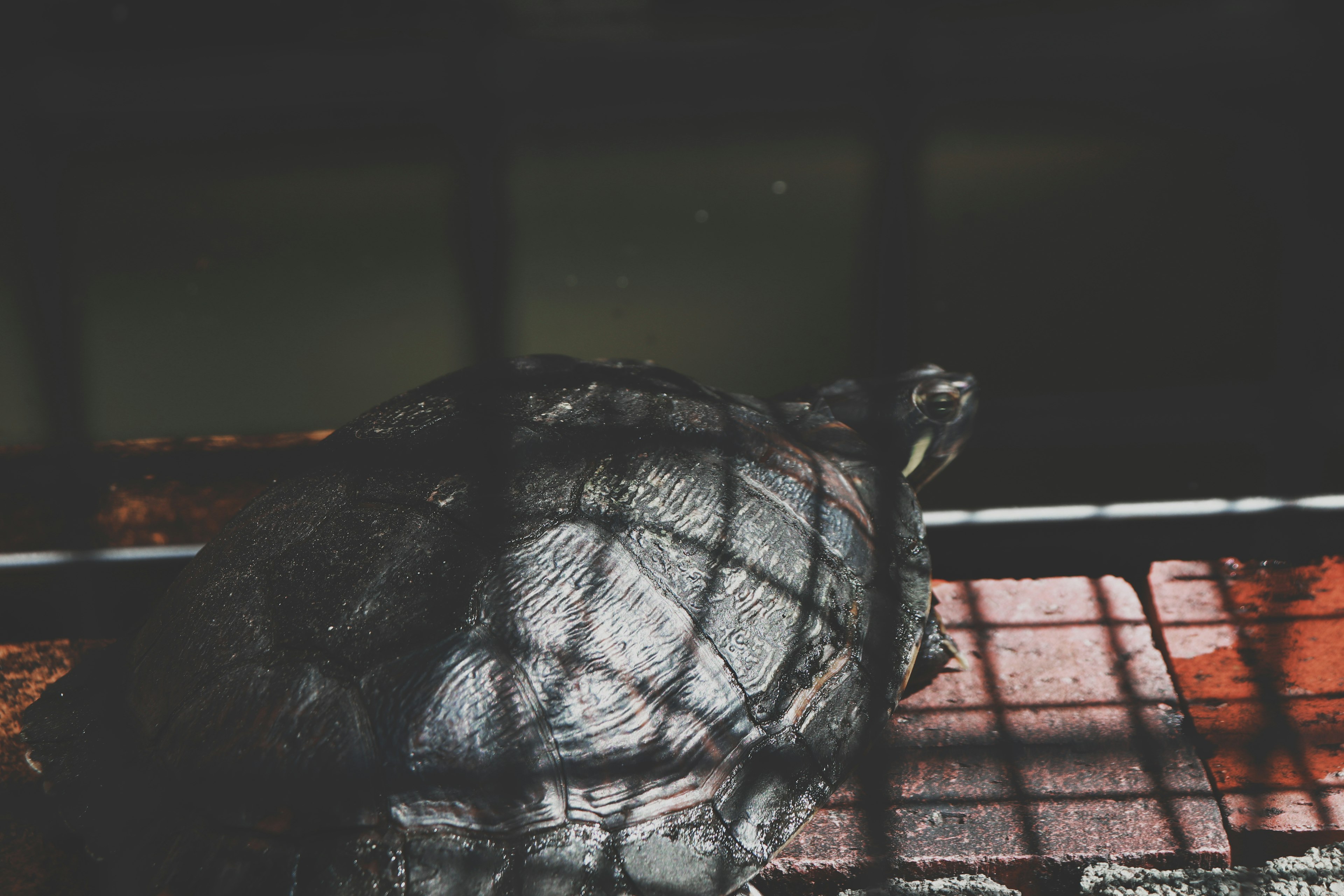 Turtle resting in a cage with a grid pattern shadow