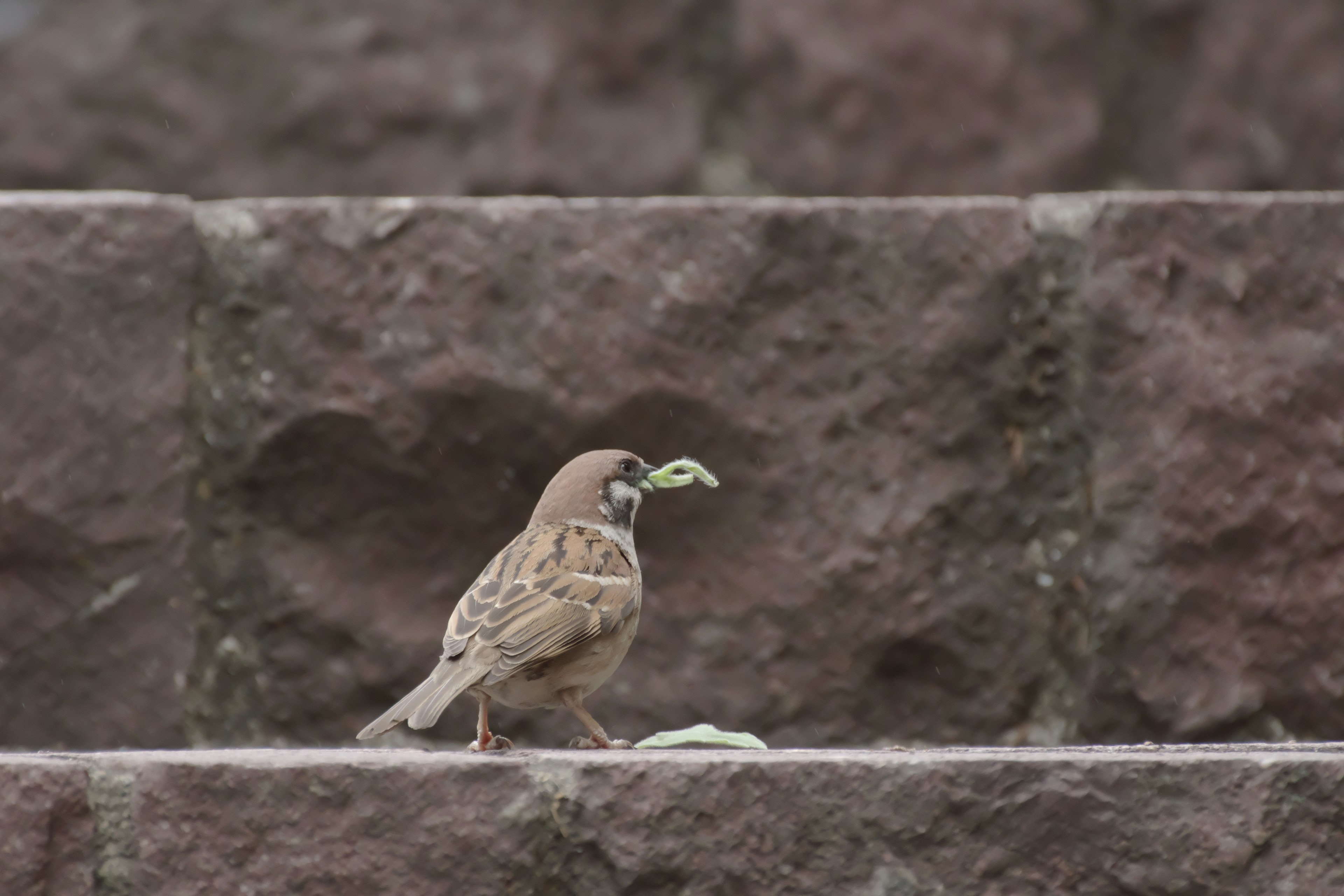 Gorrion en escaleras sosteniendo comida en el pico