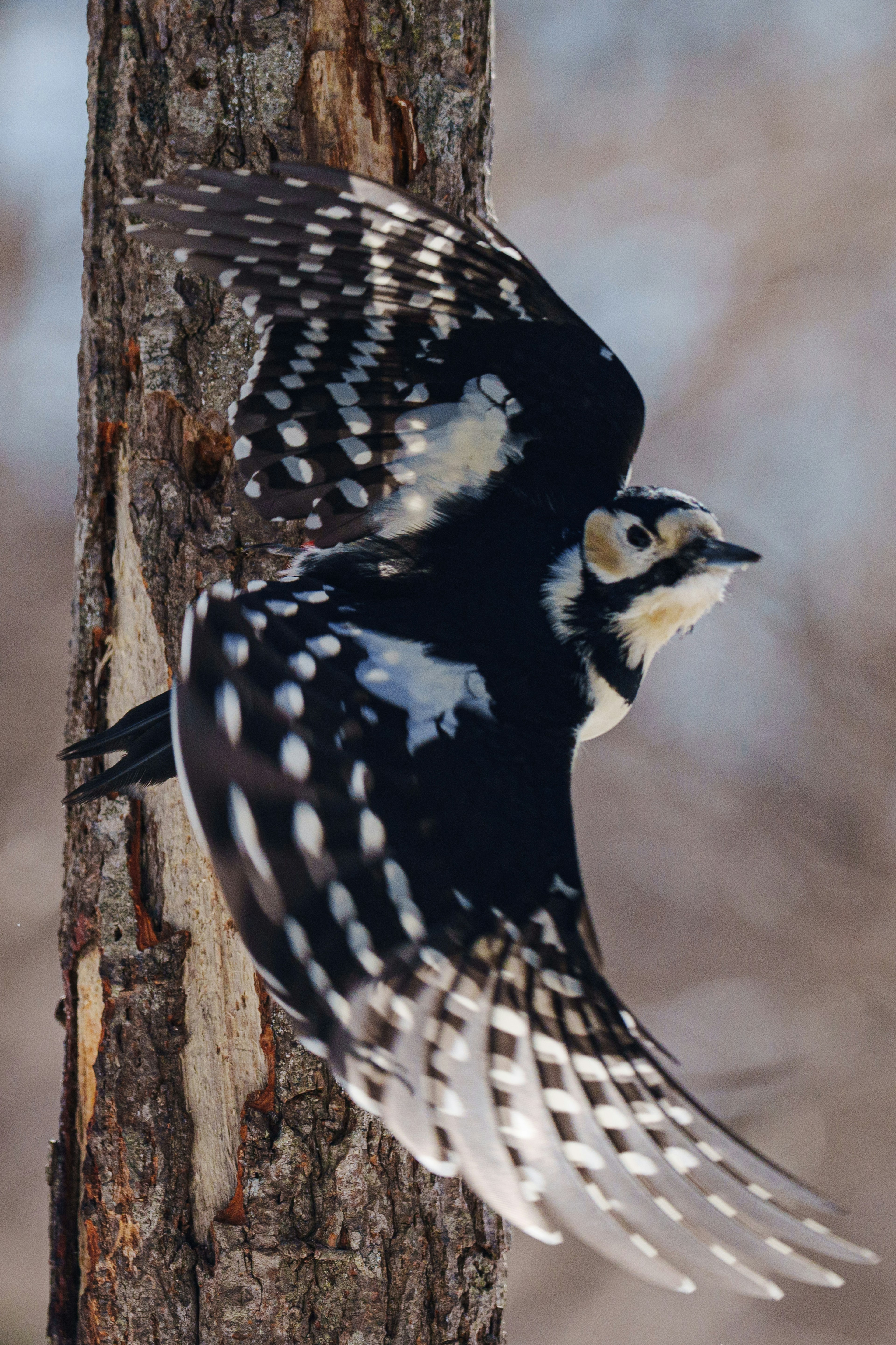 Un oiseau noir et blanc s'envolant d'un tronc d'arbre