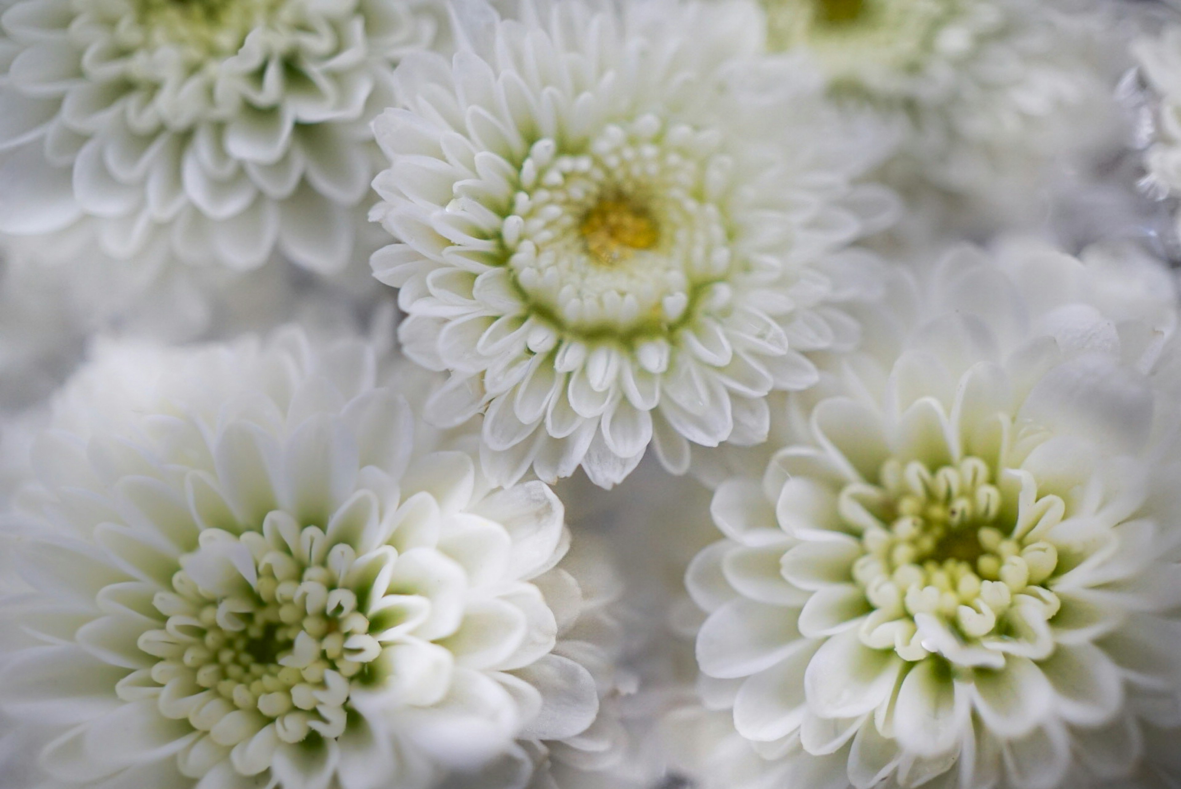 A close-up of white chrysanthemum flowers in bloom