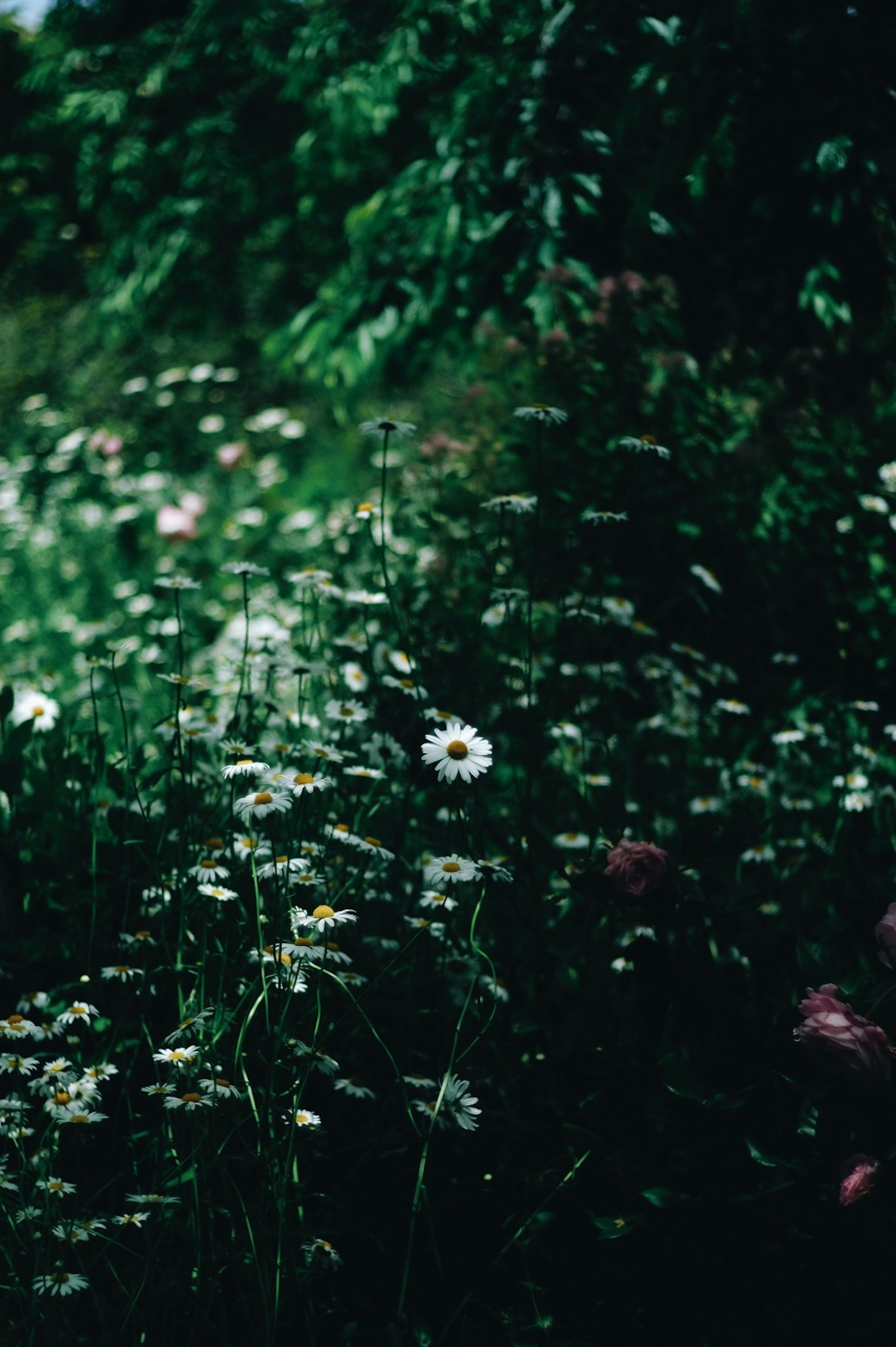 Ein Cluster weißer Blumen vor grünem Hintergrund