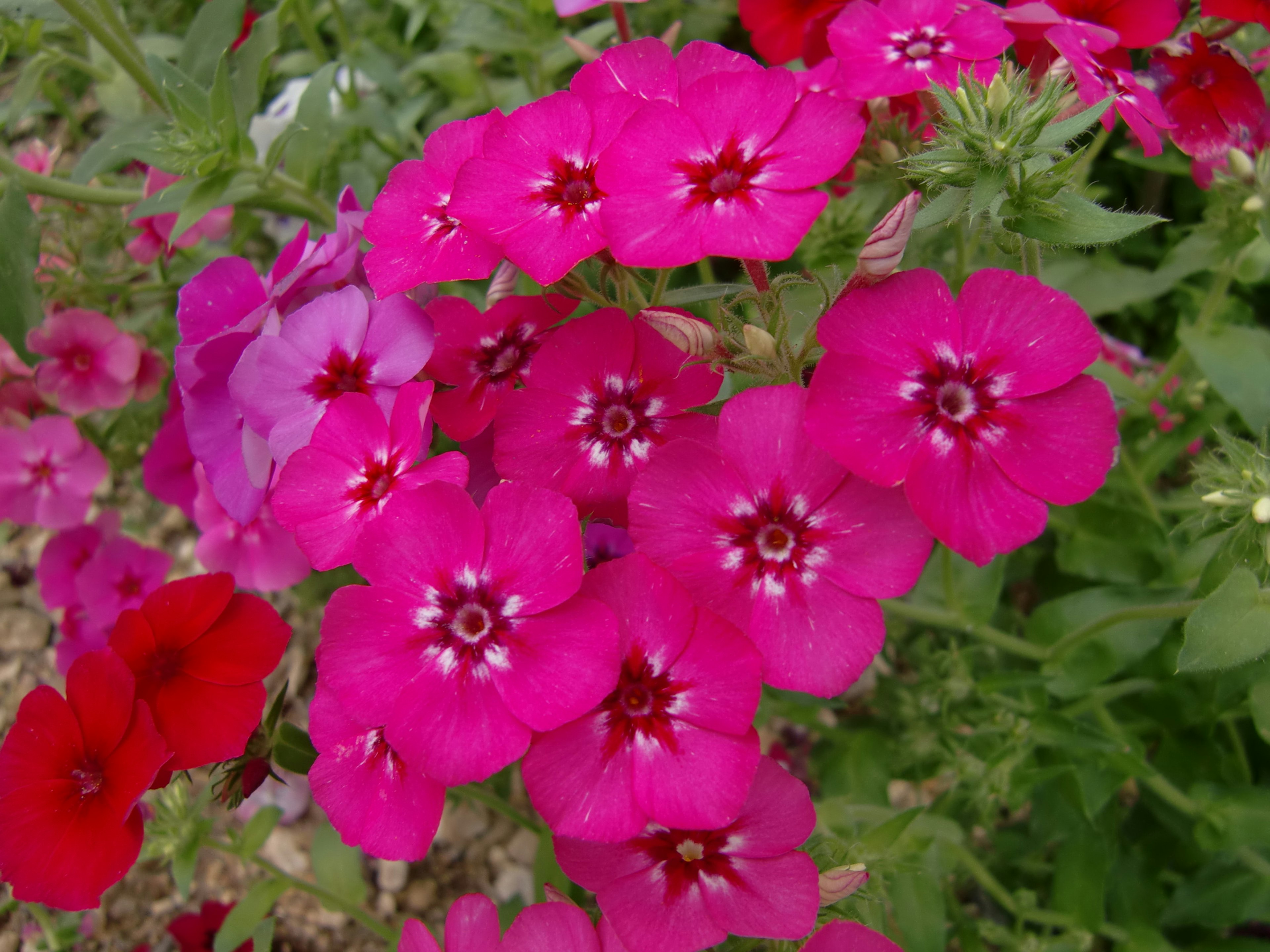 Fleurs de phlox roses vives en pleine floraison