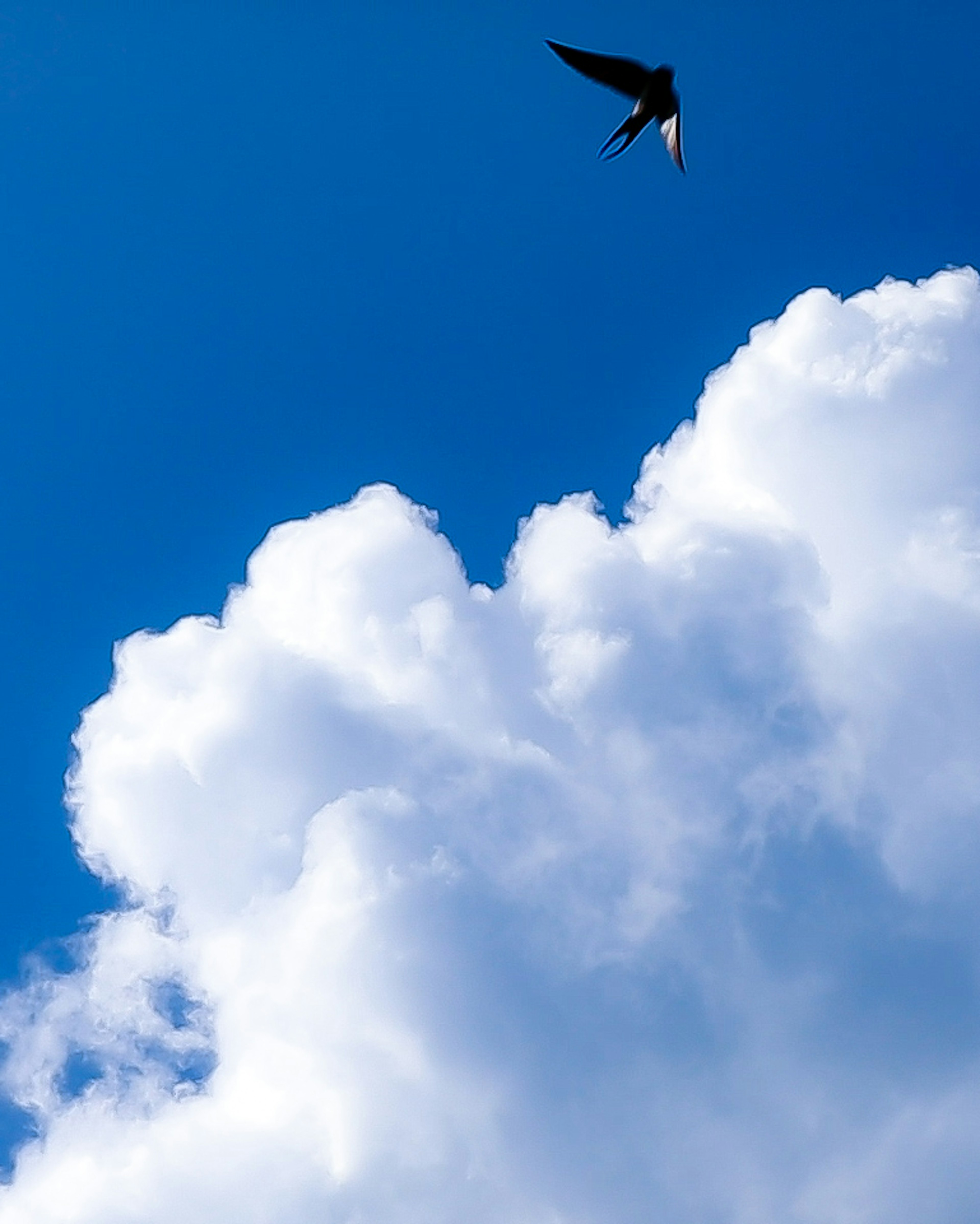 Un pájaro negro volando contra un cielo azul brillante con nubes blancas esponjosas