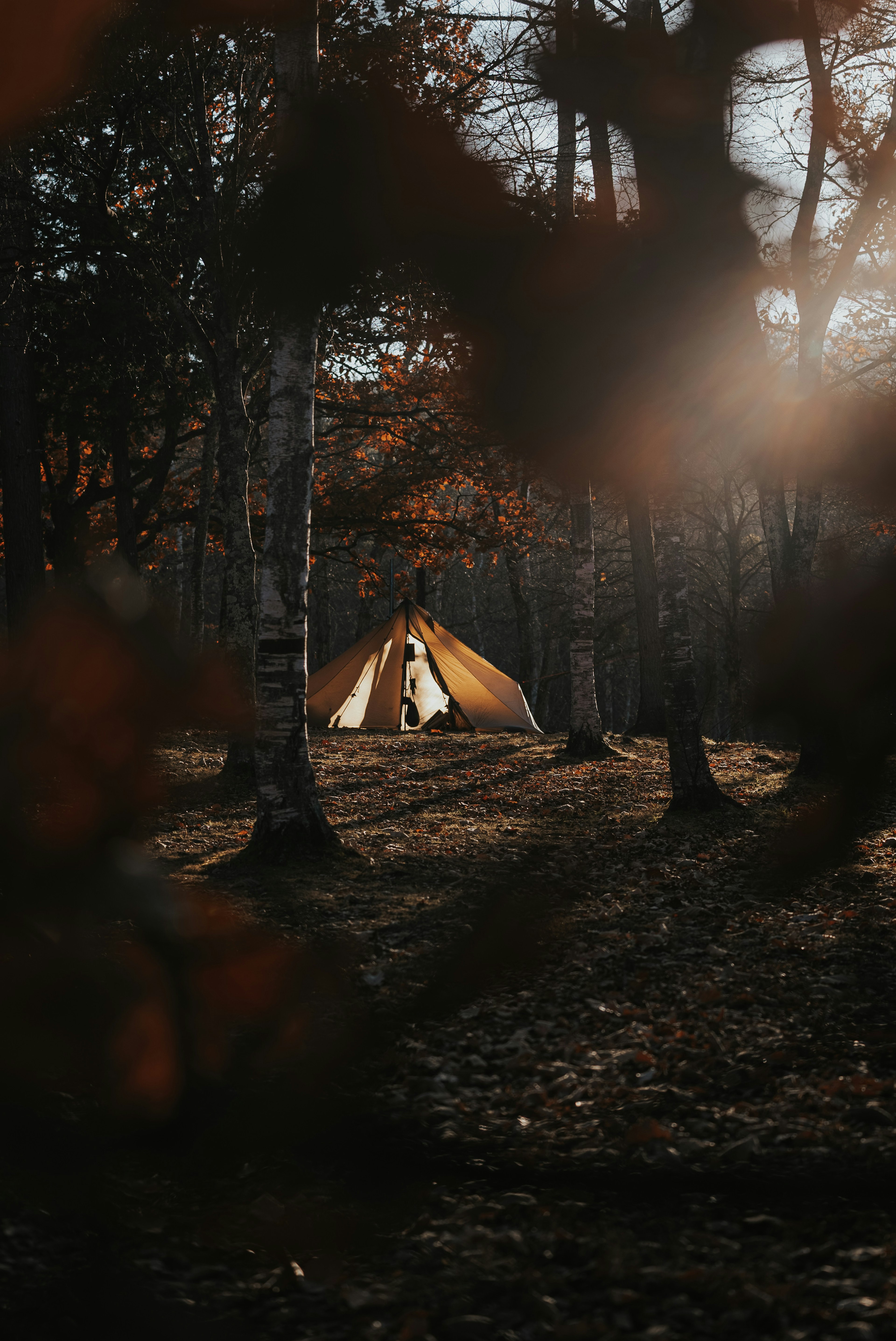 Tent nestled in an autumn forest with silhouetted trees