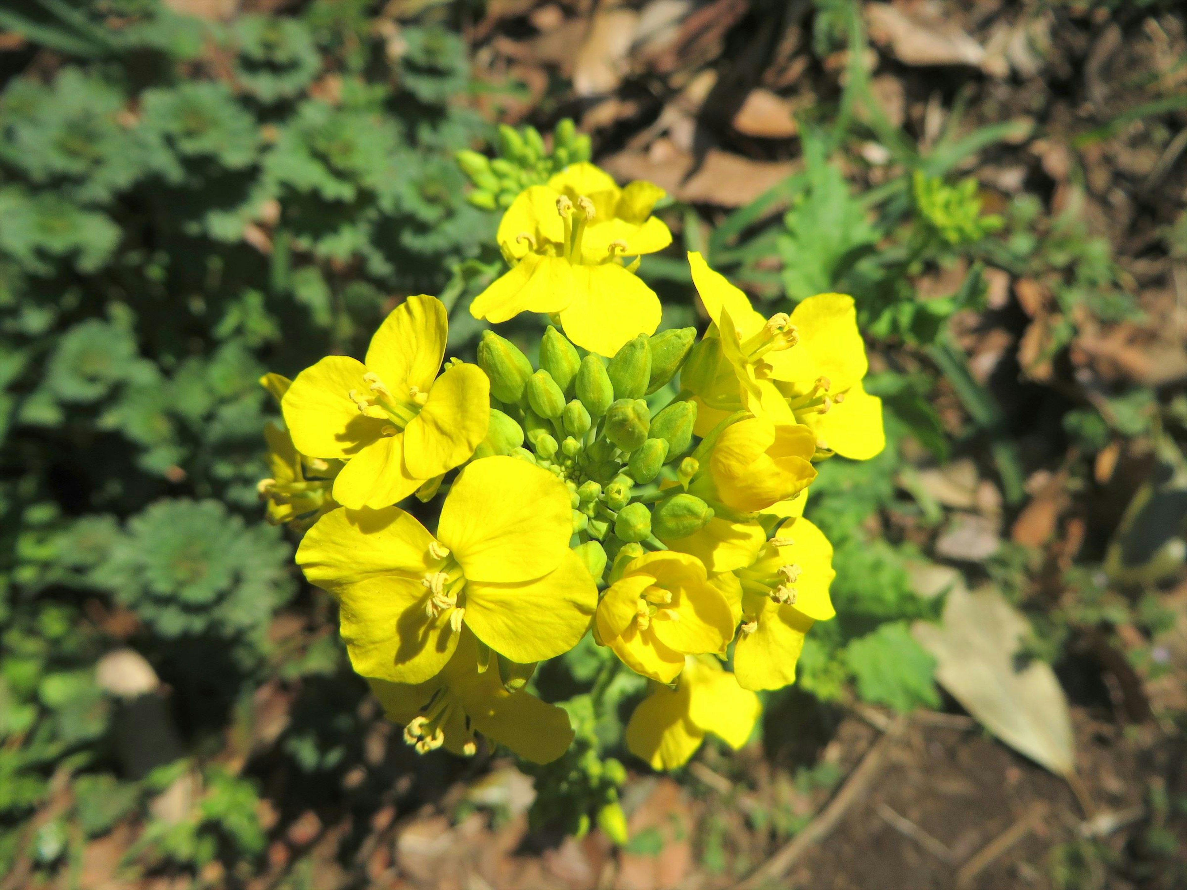 Primer plano de una planta con flores amarillas brillantes