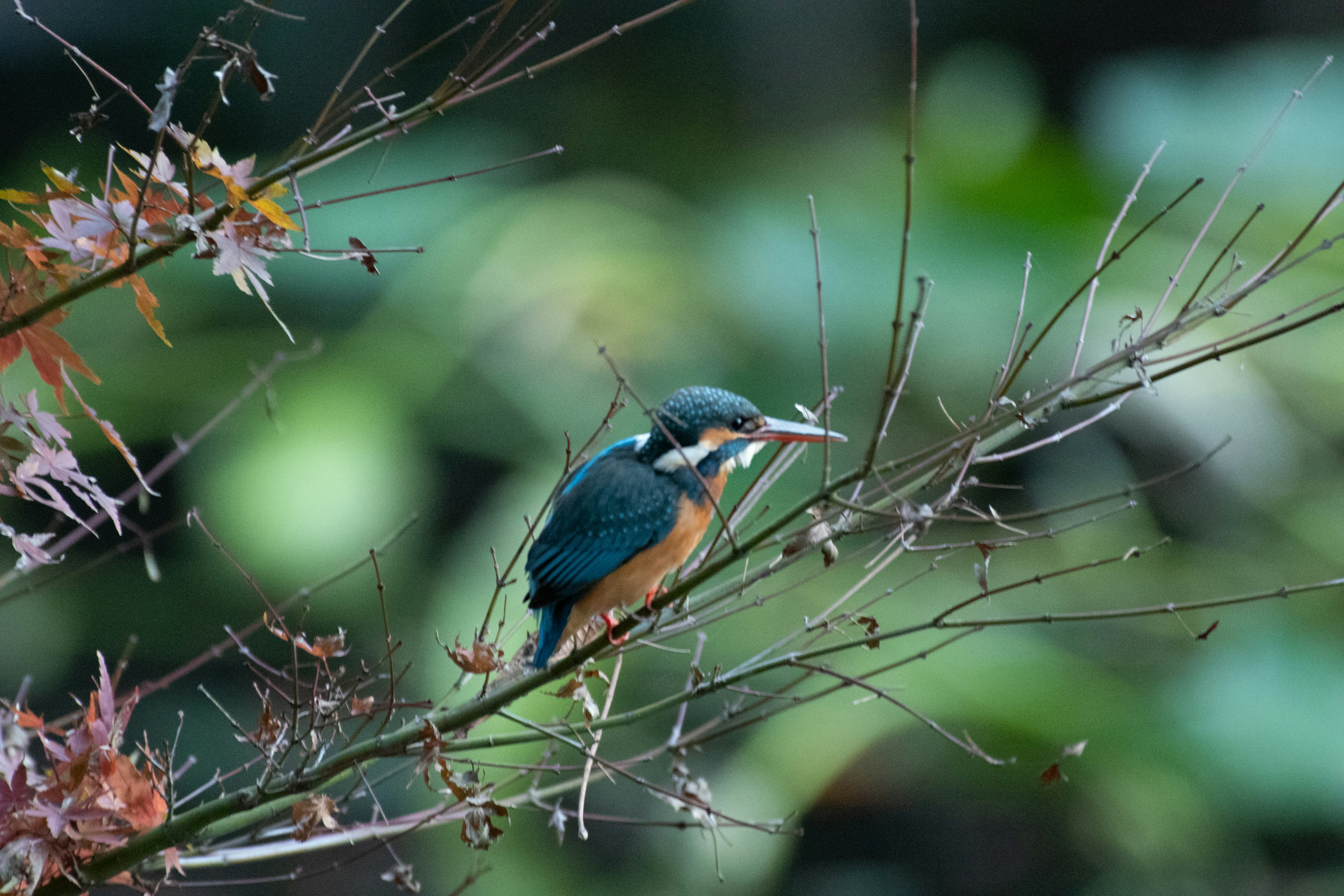 Un kingfisher appollaiato su un ramo che mostra colori vivaci e uno sfondo sfocato