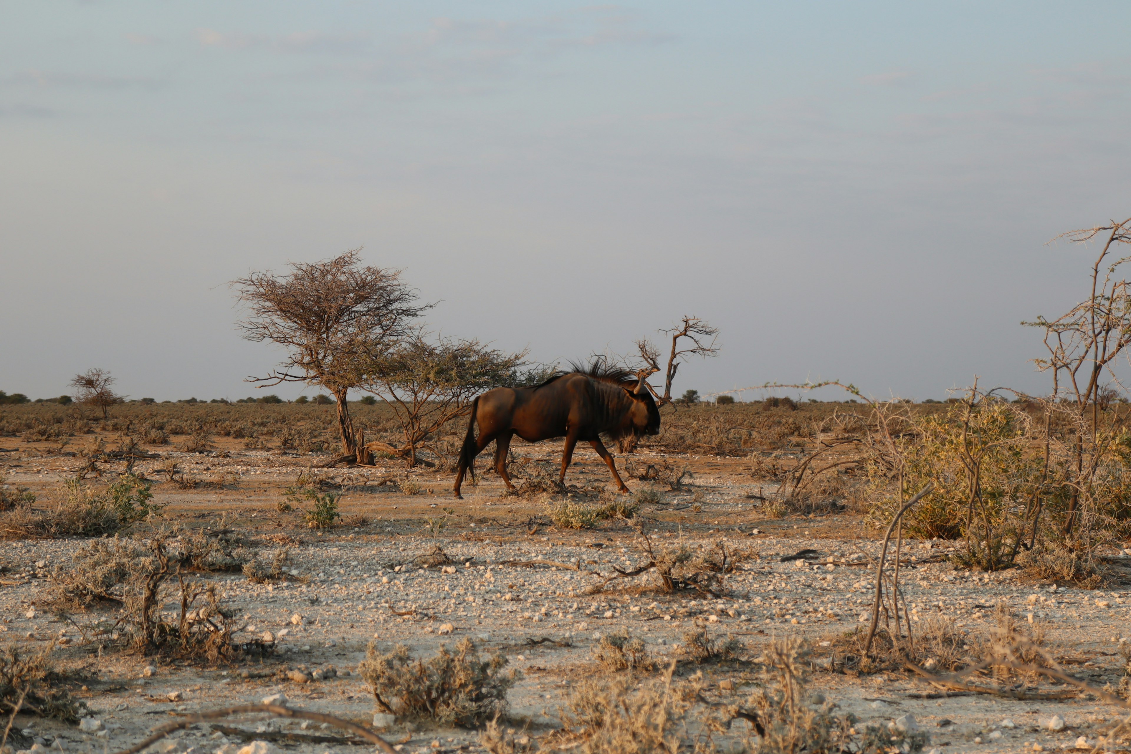 Wildebeest walking across a dry savanna landscape