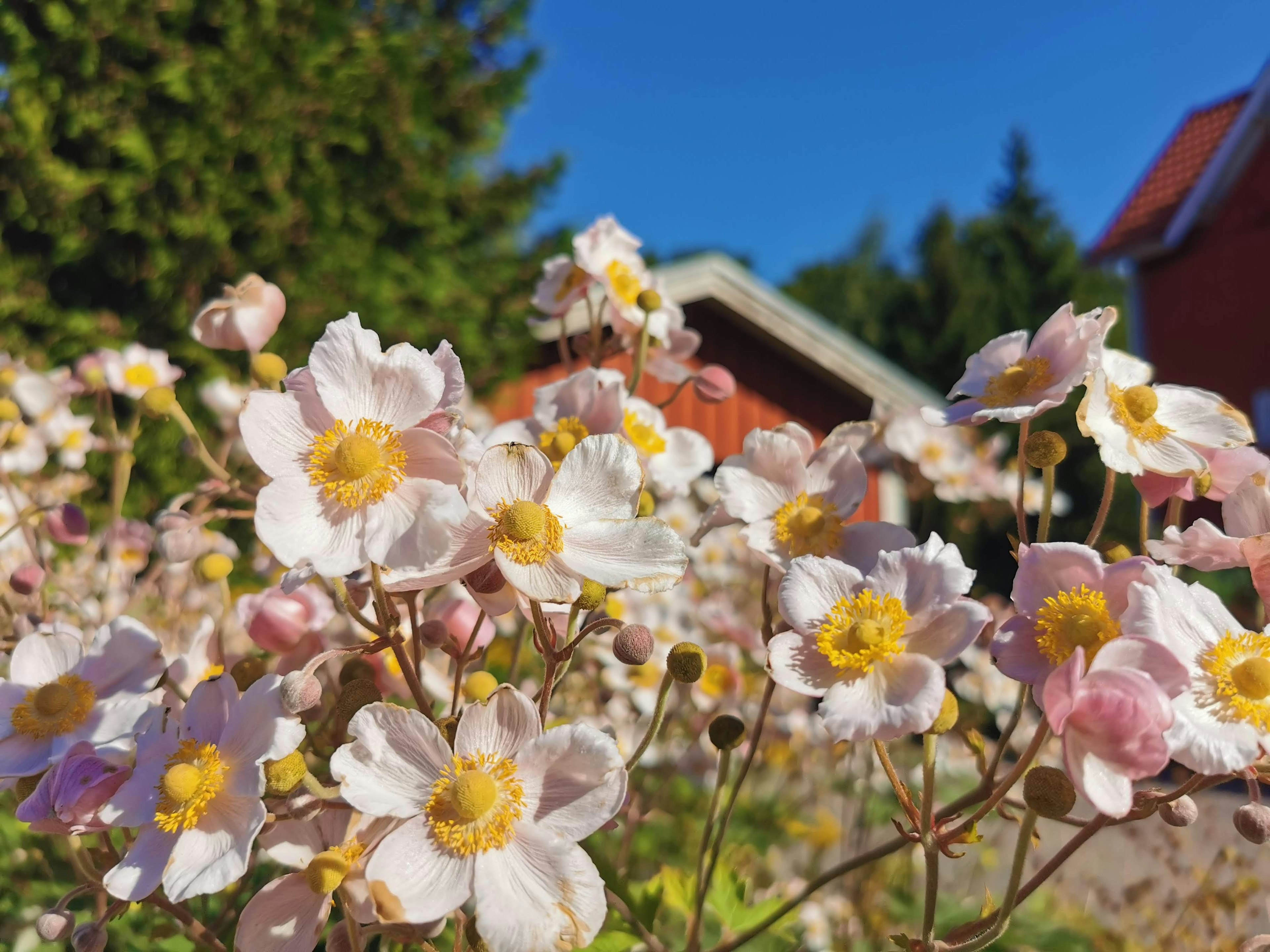 青空の下に咲くピンクと白の花々のクローズアップ