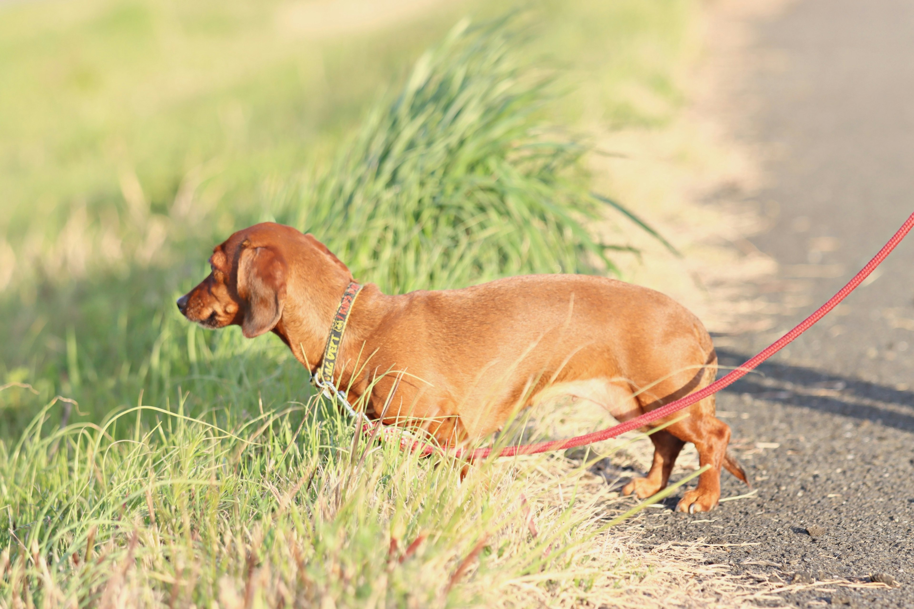 Chó dachshund nâu nhìn cỏ khi đi dạo