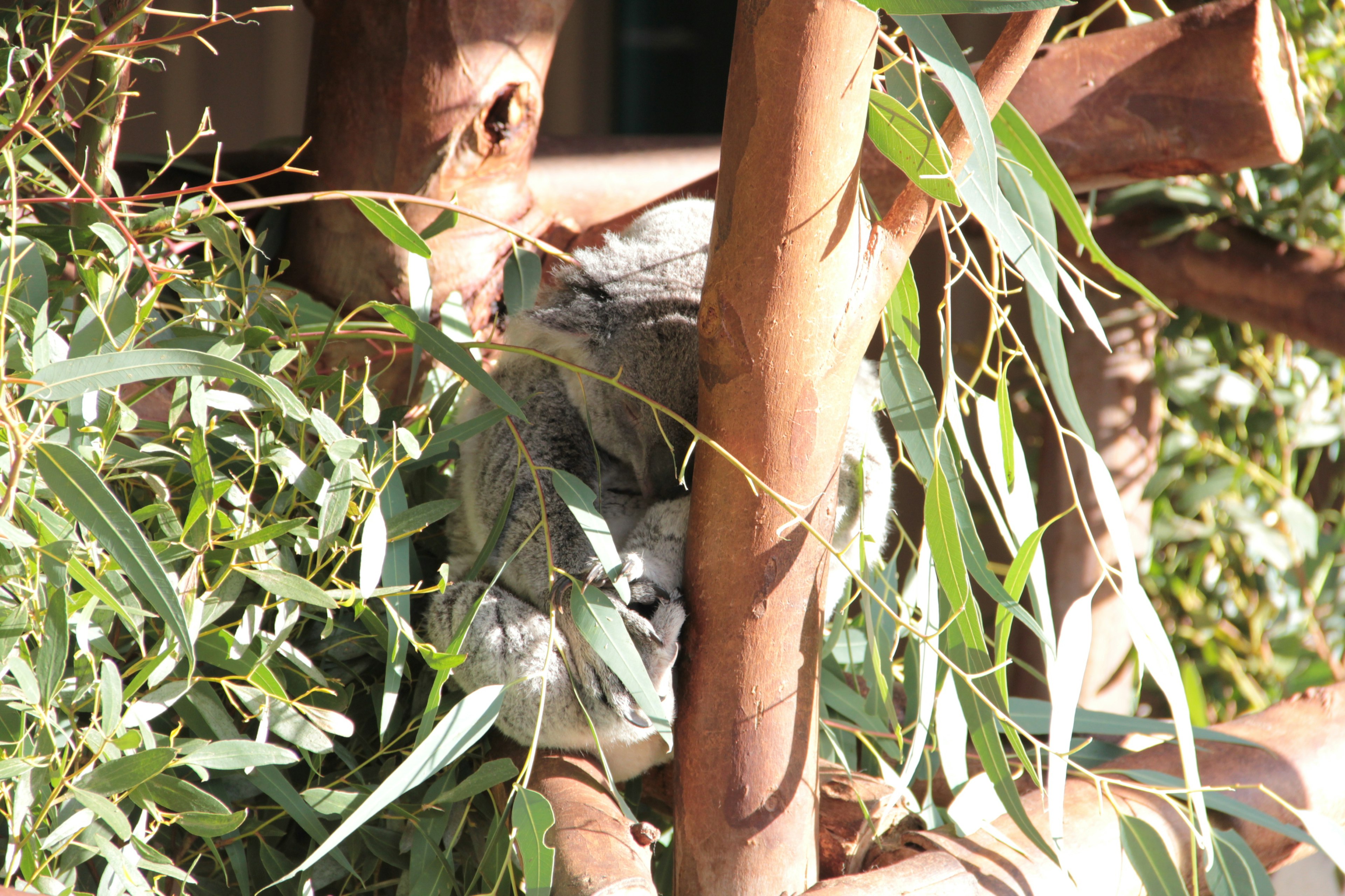 Un koala acurrucado entre ramas y hojas de eucalipto