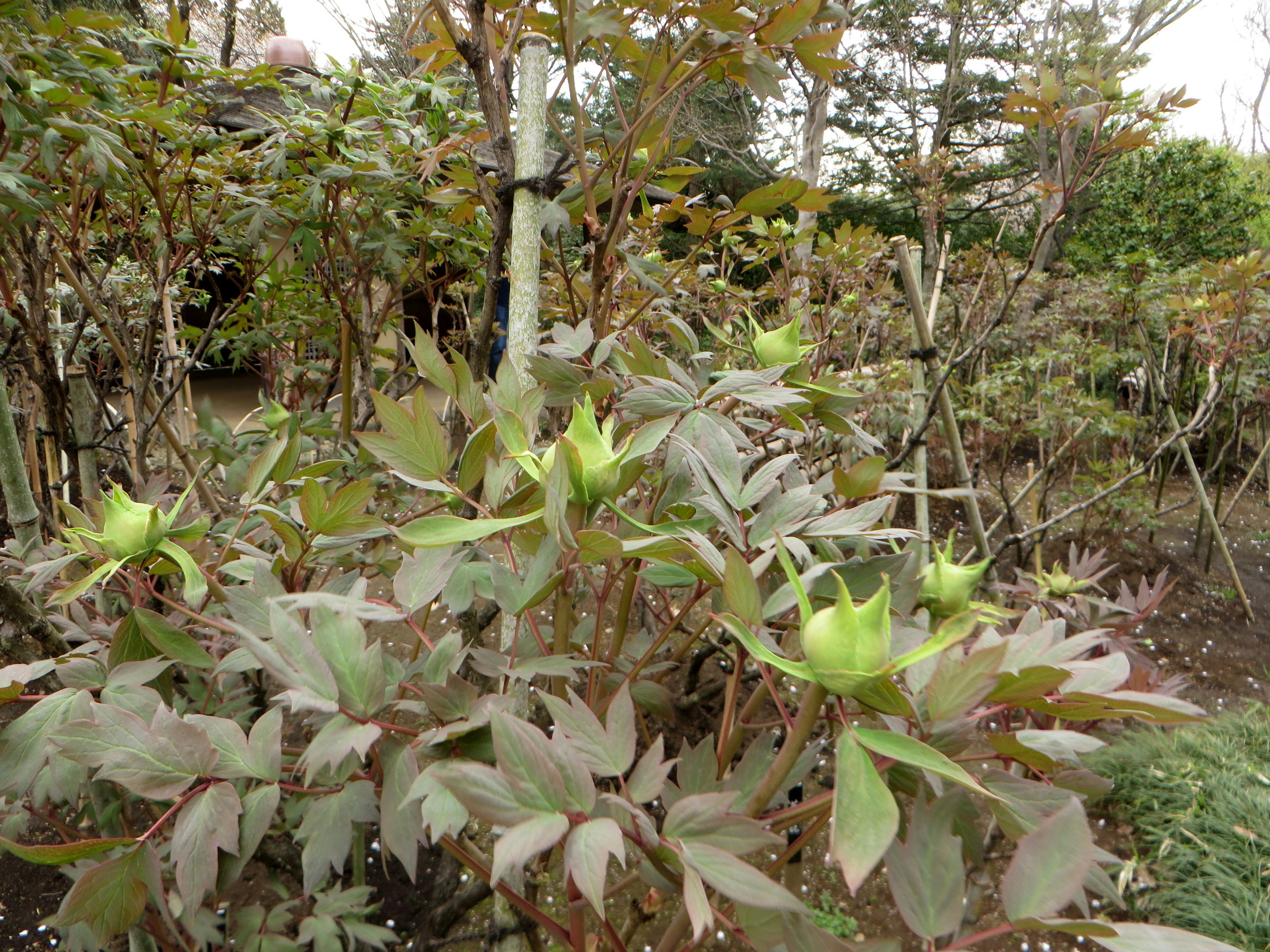 Grupo de plantas con brotes verdes y árboles circundantes