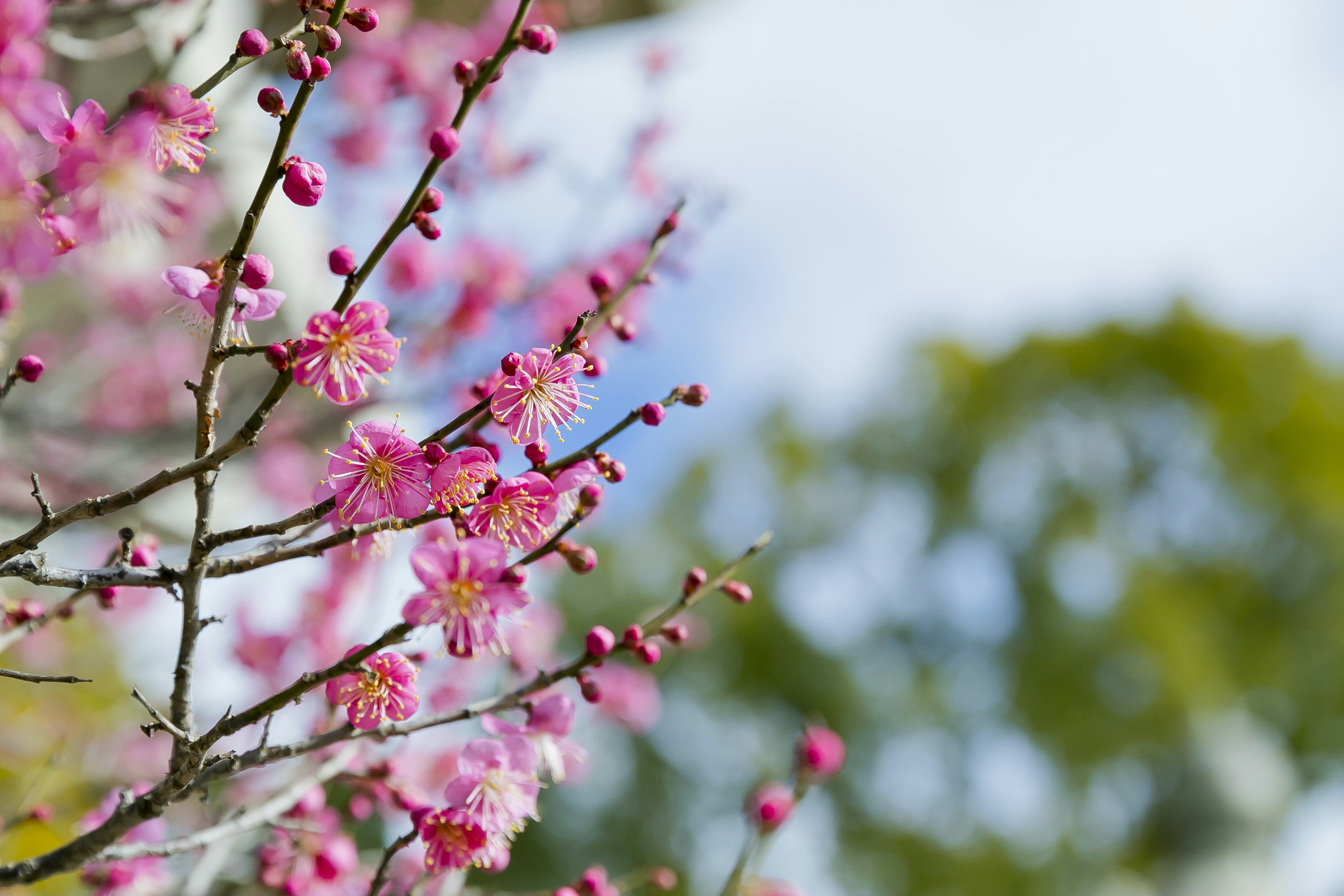 Branches of cherry blossoms with pink flowers against a blue sky