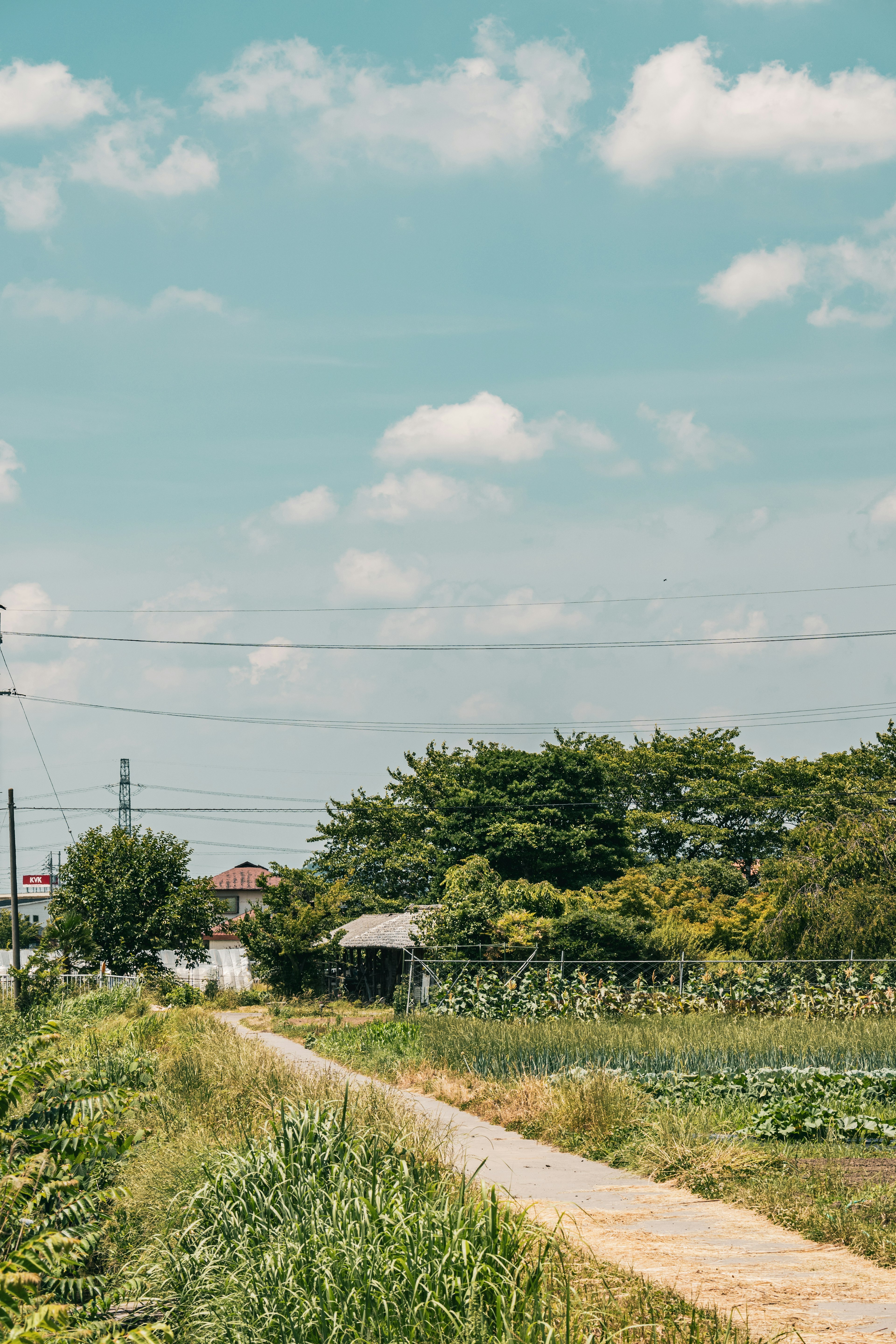 Paysage rural sous un ciel bleu avec des nuages blancs mettant en avant des plantes vertes et un chemin