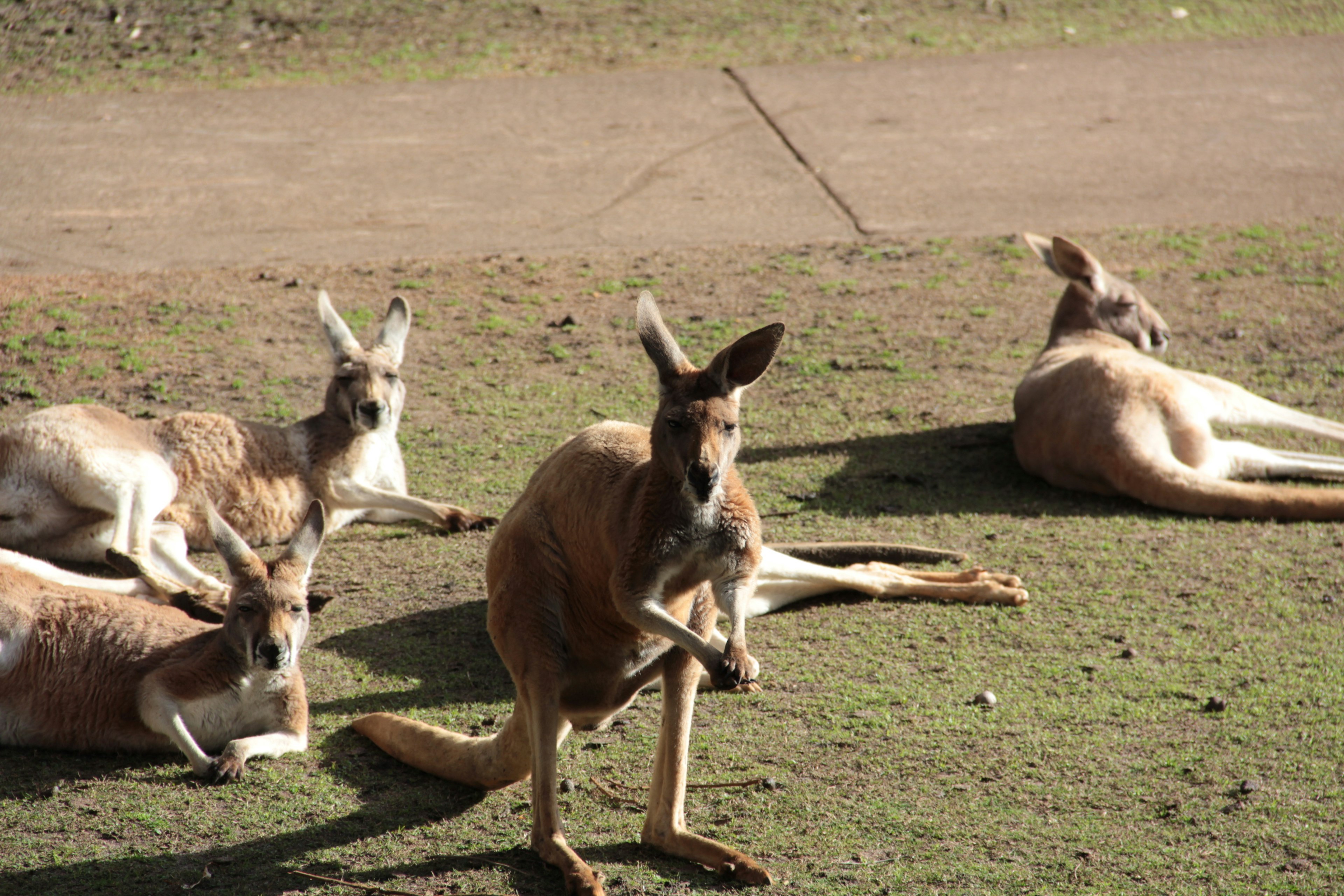 A group of kangaroos on grass with one standing prominently in front