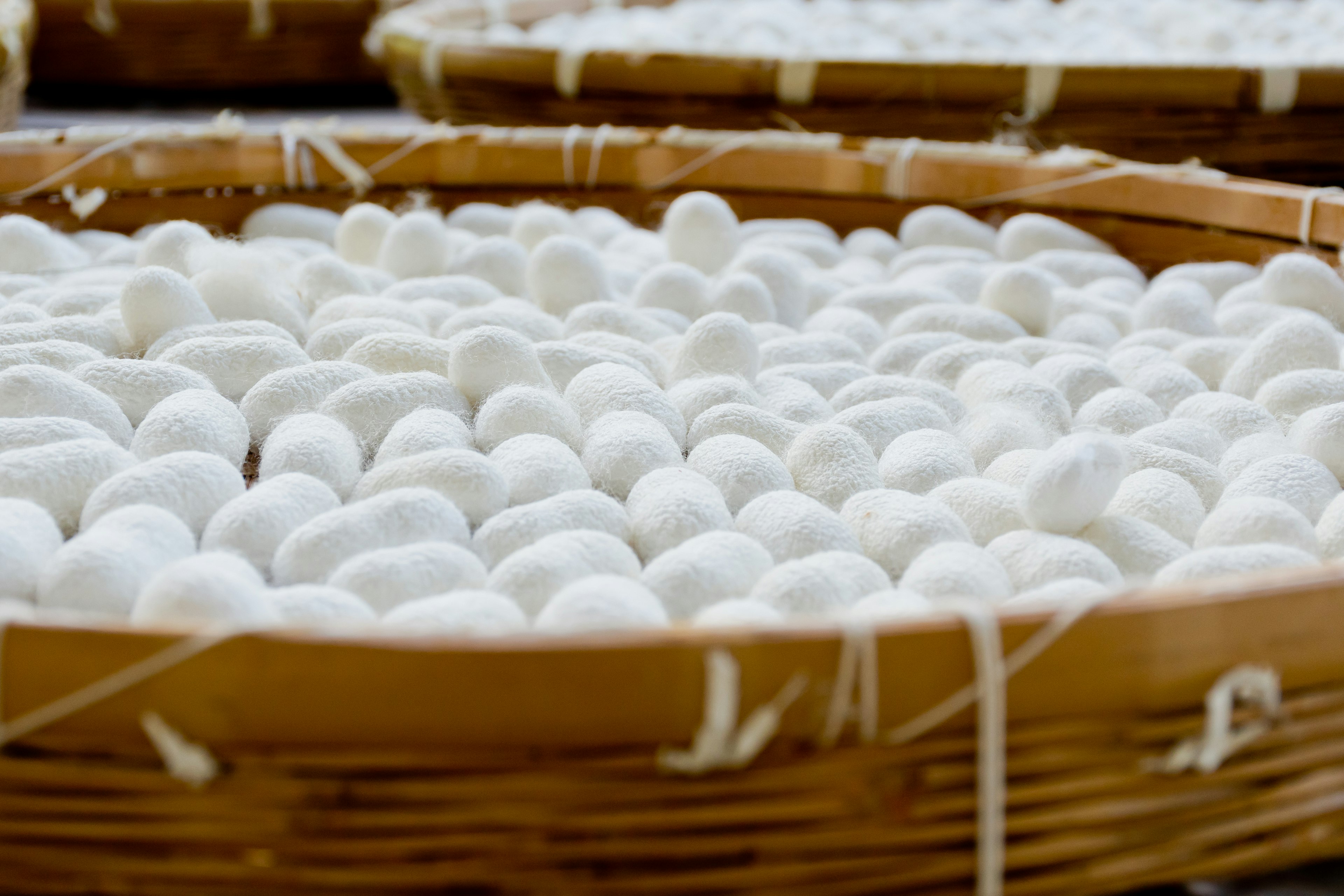 Cestas llenas de capullos de seda blancos