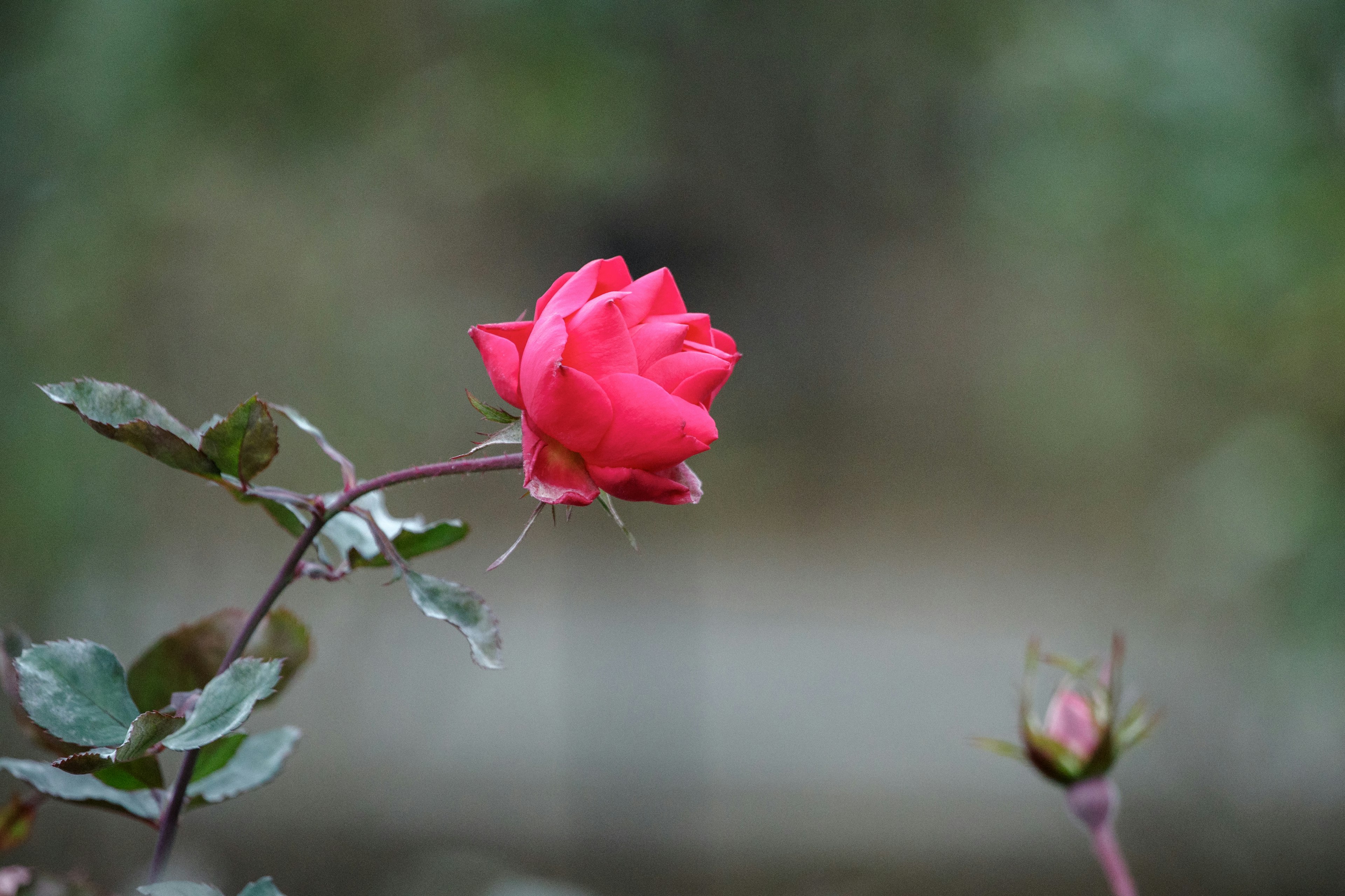 Una vibrante flor de rosa roja con un capullo de rosa al fondo