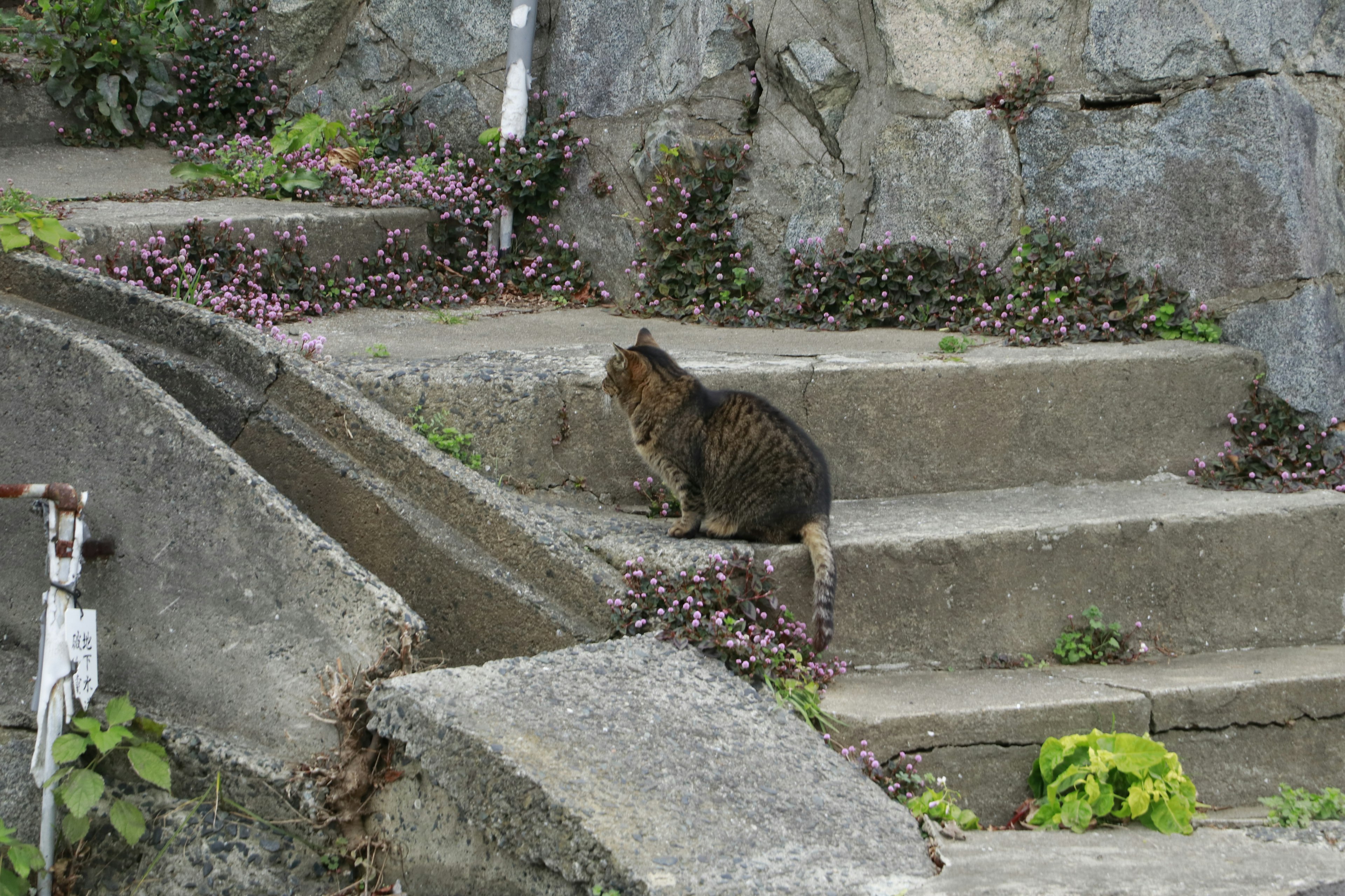 階段に座っている猫の画像　周囲には緑の植物と紫色の花が見える