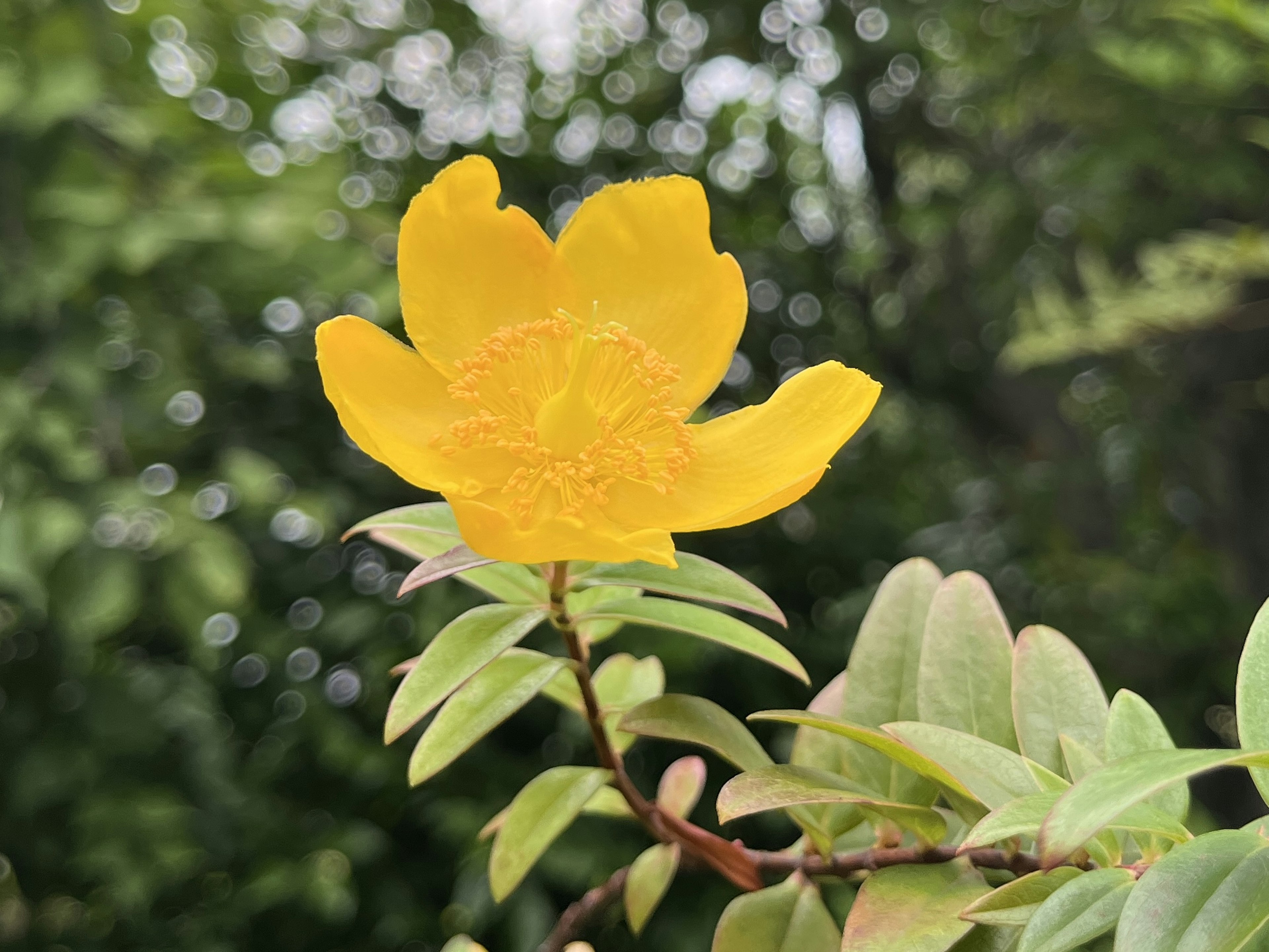 一朵鮮豔的黃色花朵在綠色葉子中綻放