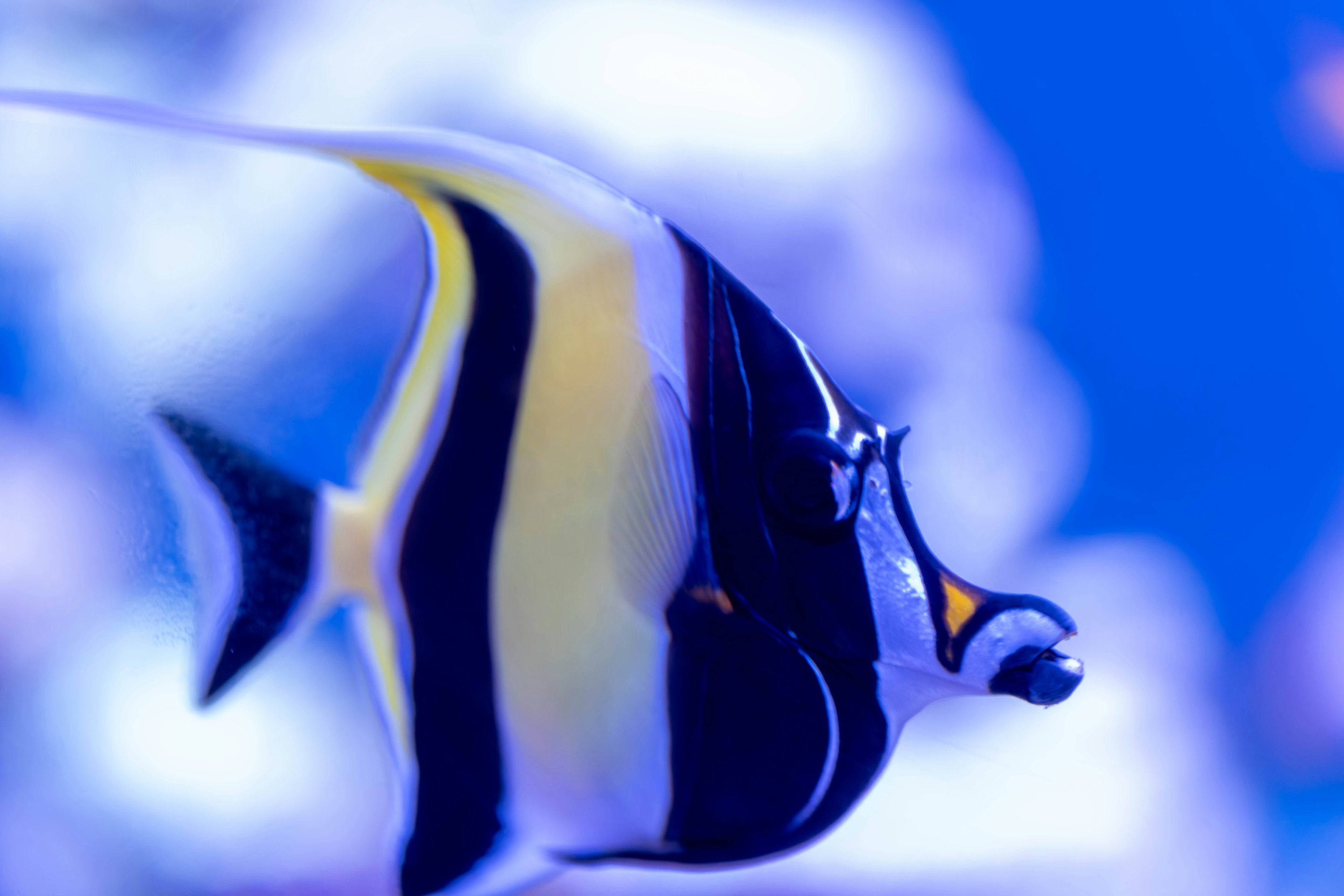 A striped fish with black and yellow colors swimming against a blue background