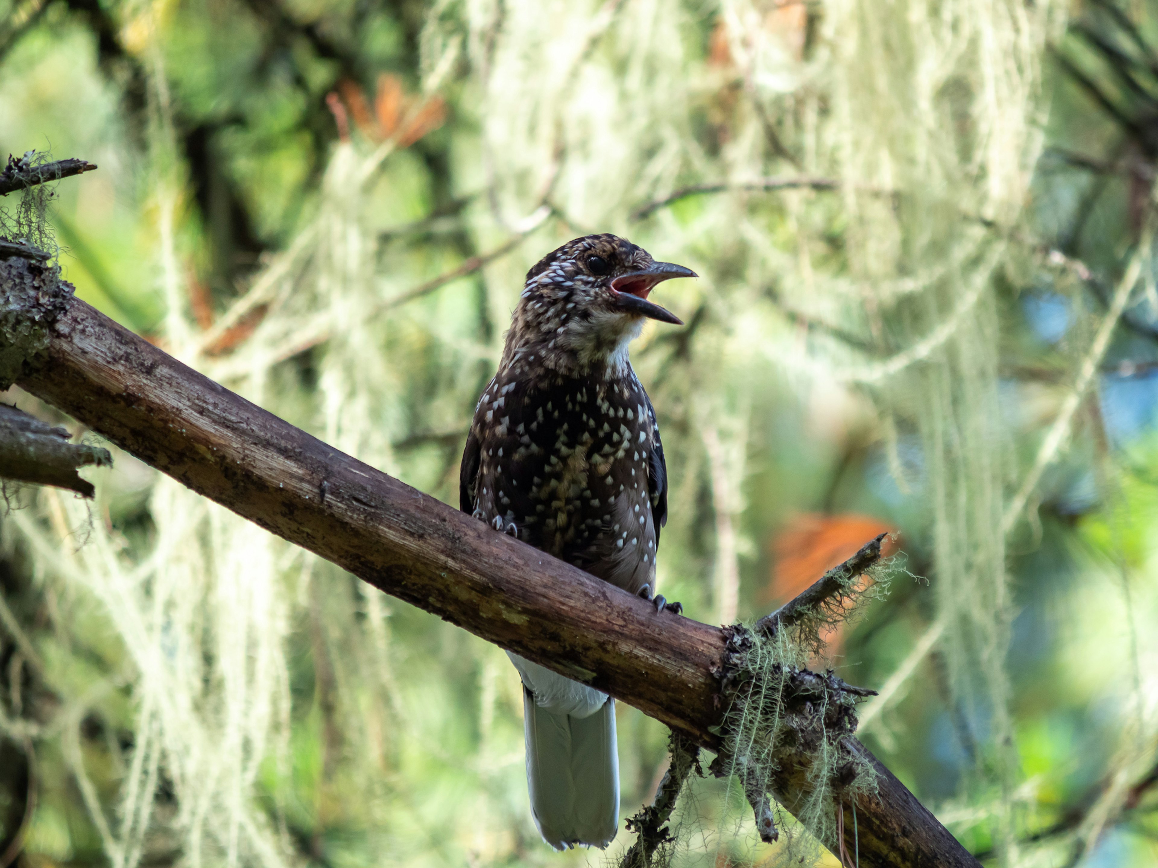 A bird perched on a branch singing with moss-like plants in the background