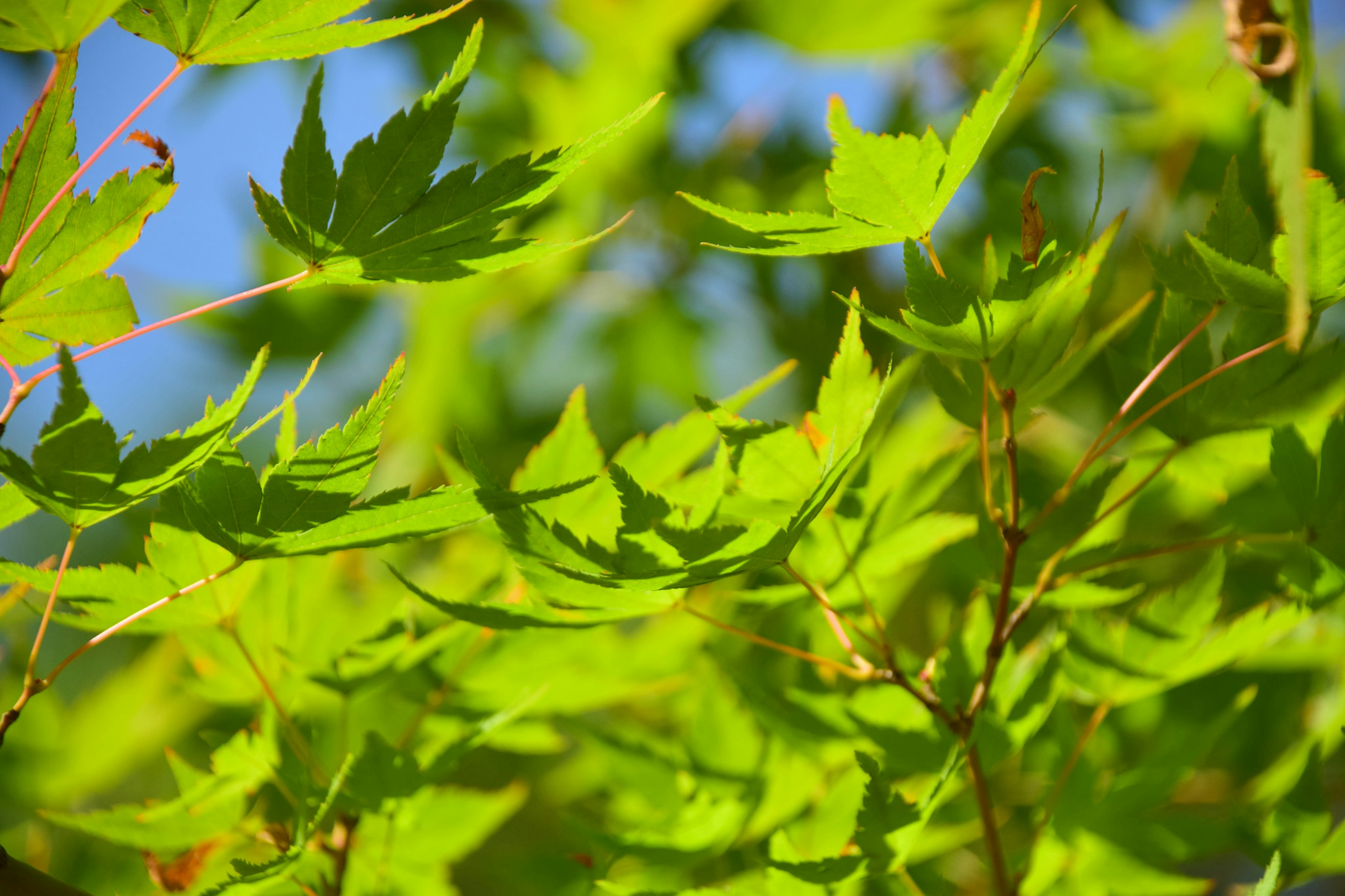 Bright green leaves glistening under a blue sky