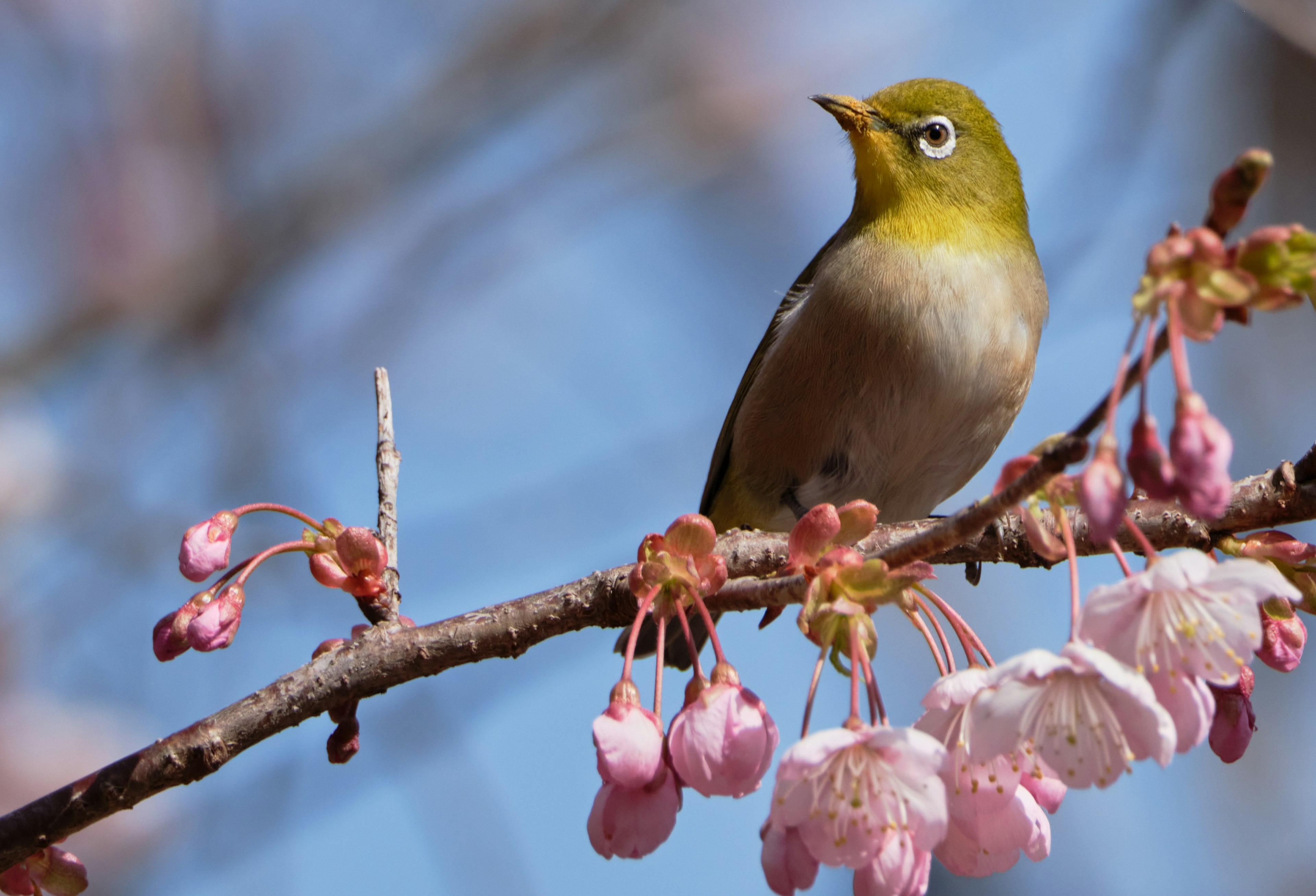 Burung kecil bertengger di cabang bunga sakura dengan kepala hijau dan tubuh coklat